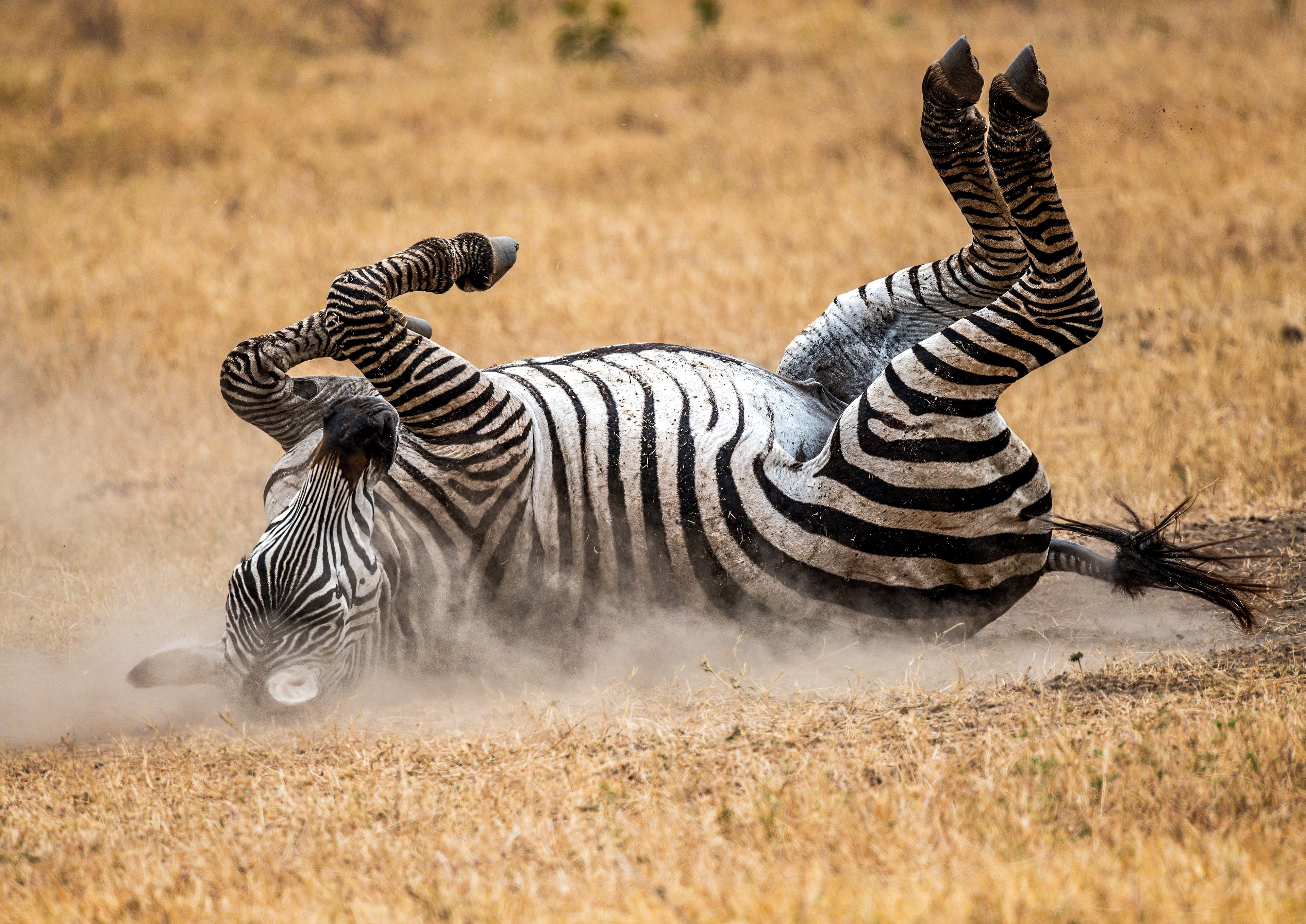 Ngorongoro Crater