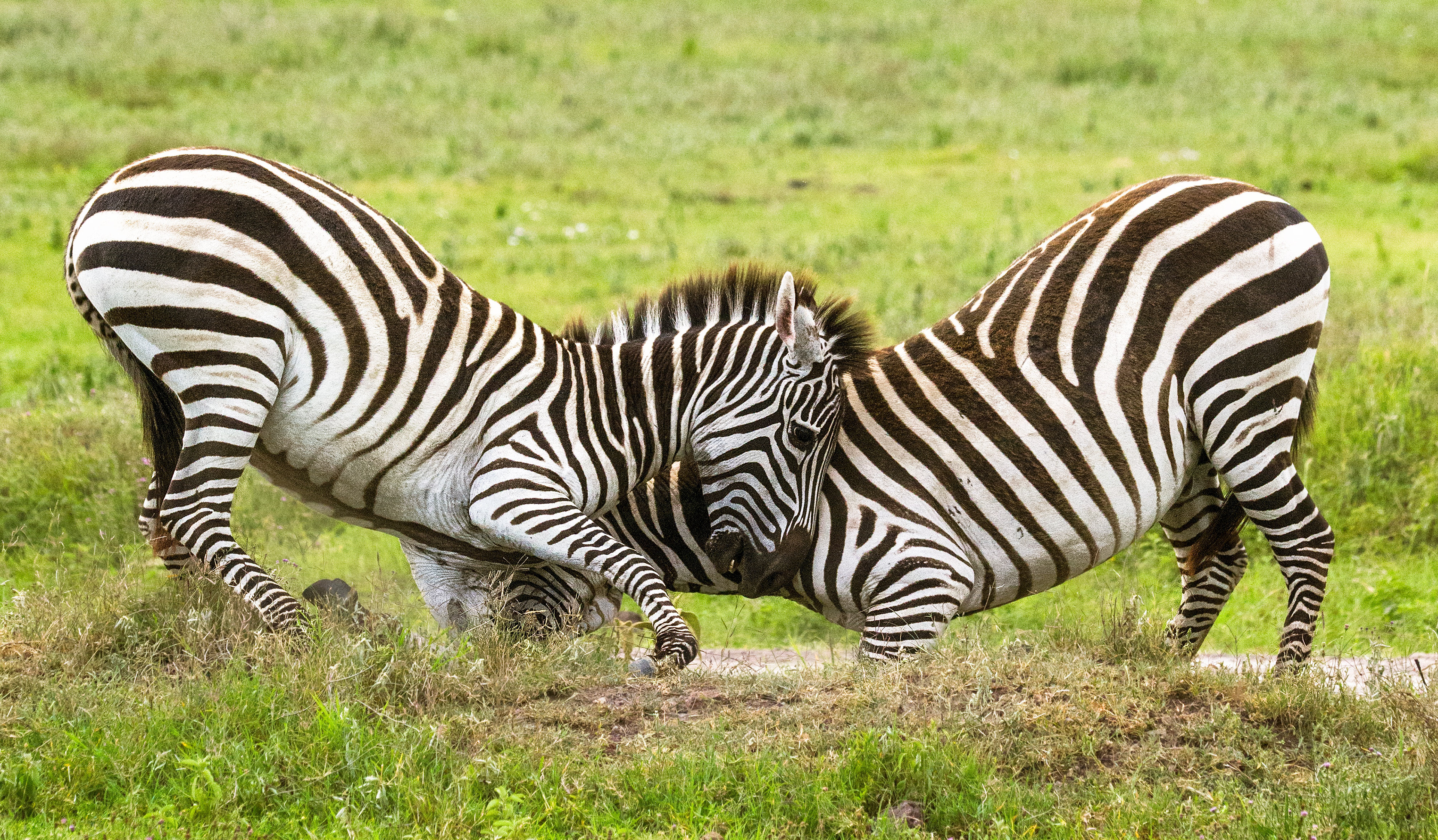 Ngorongoro Crater, Tanzania