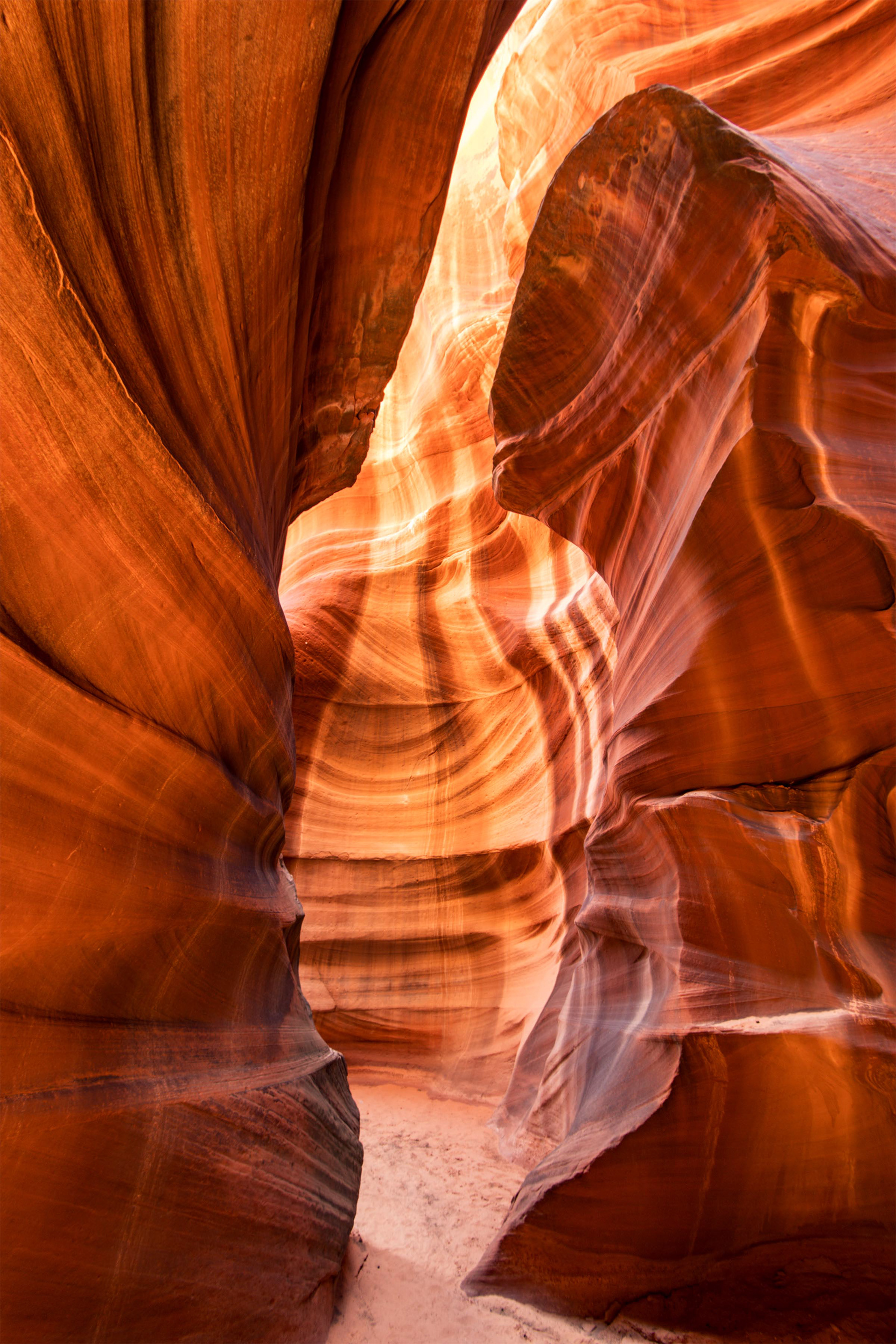 Antelope Cardiac 
