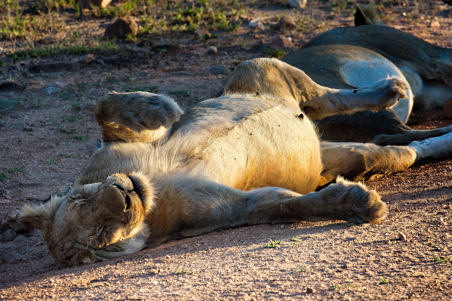 Mala Mala, South Africa