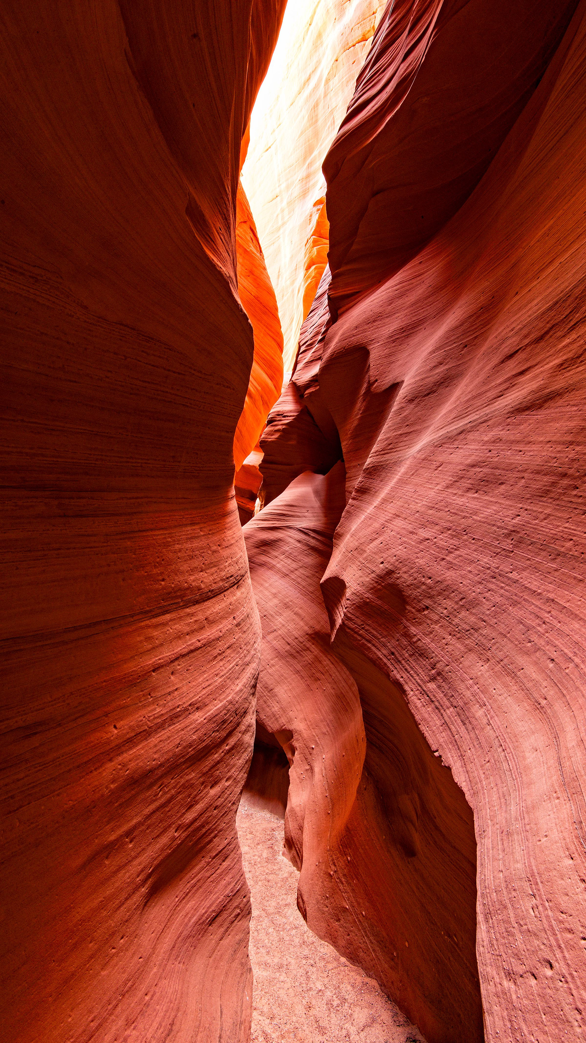 Antelope Cardiac 