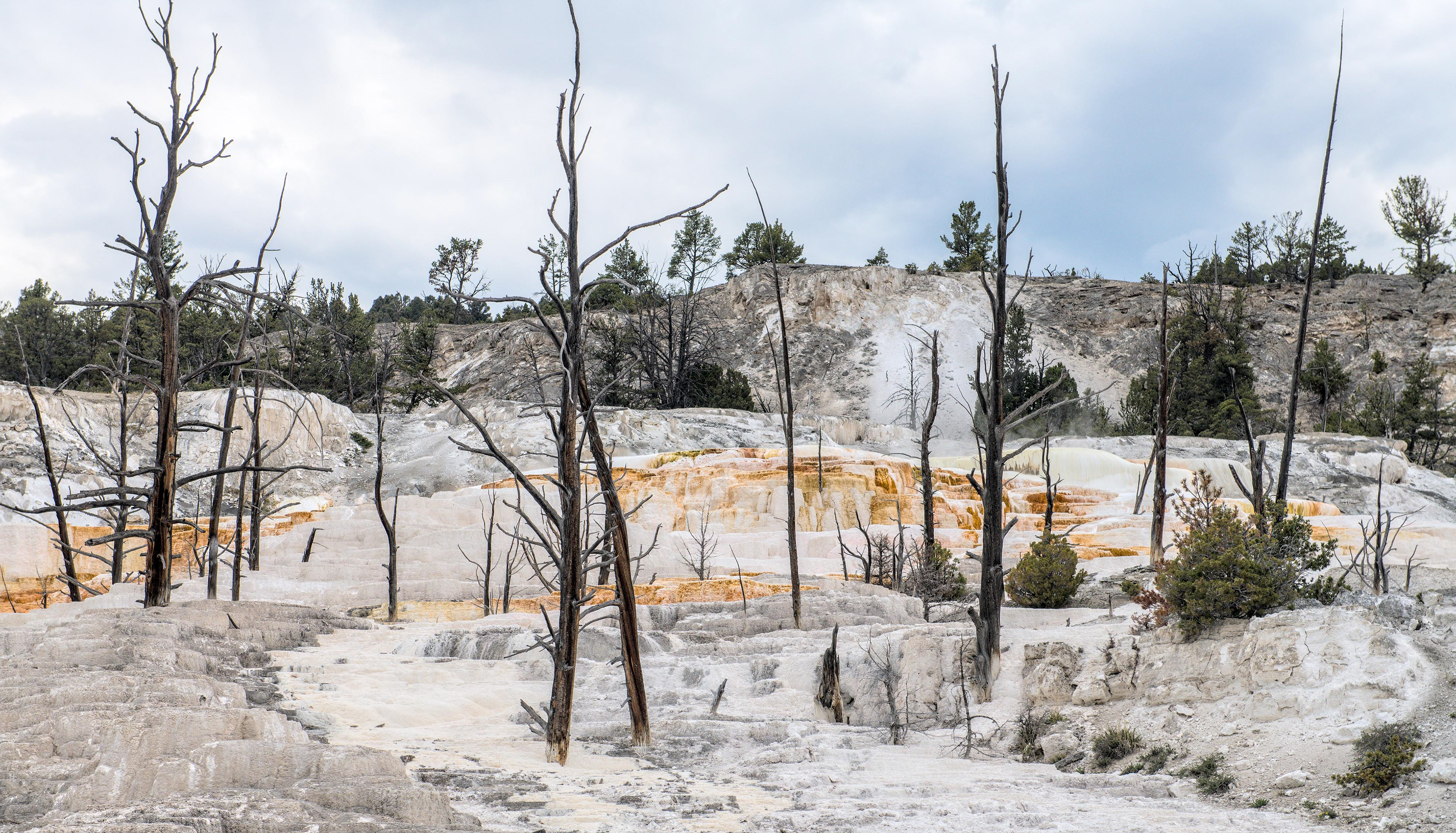 Mammoth Springs - Angel Terrace