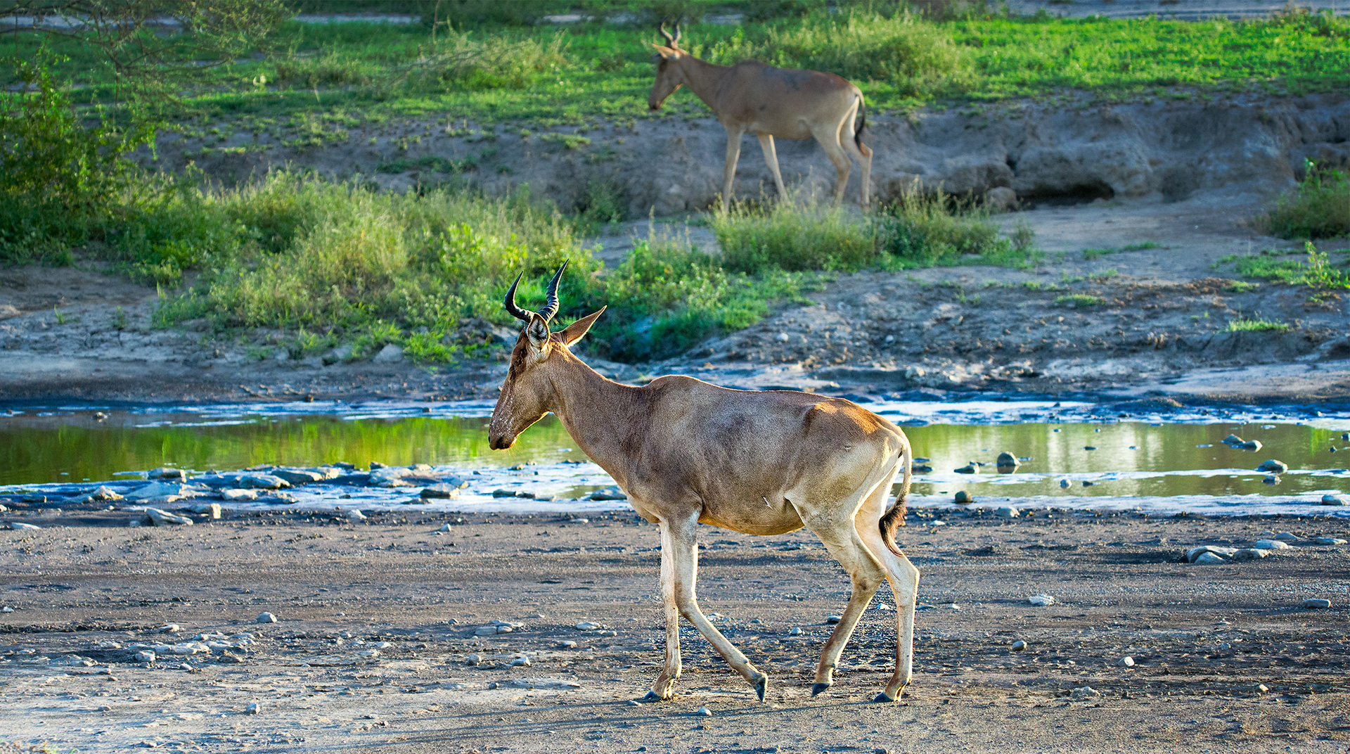 Ndutu, Tanzania