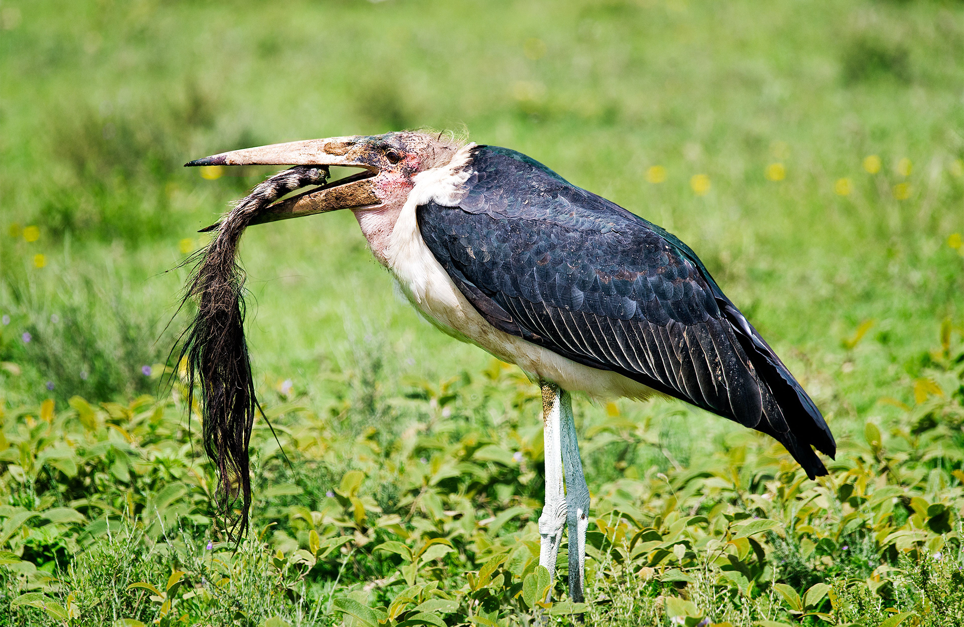Ndutu, Tanzania
