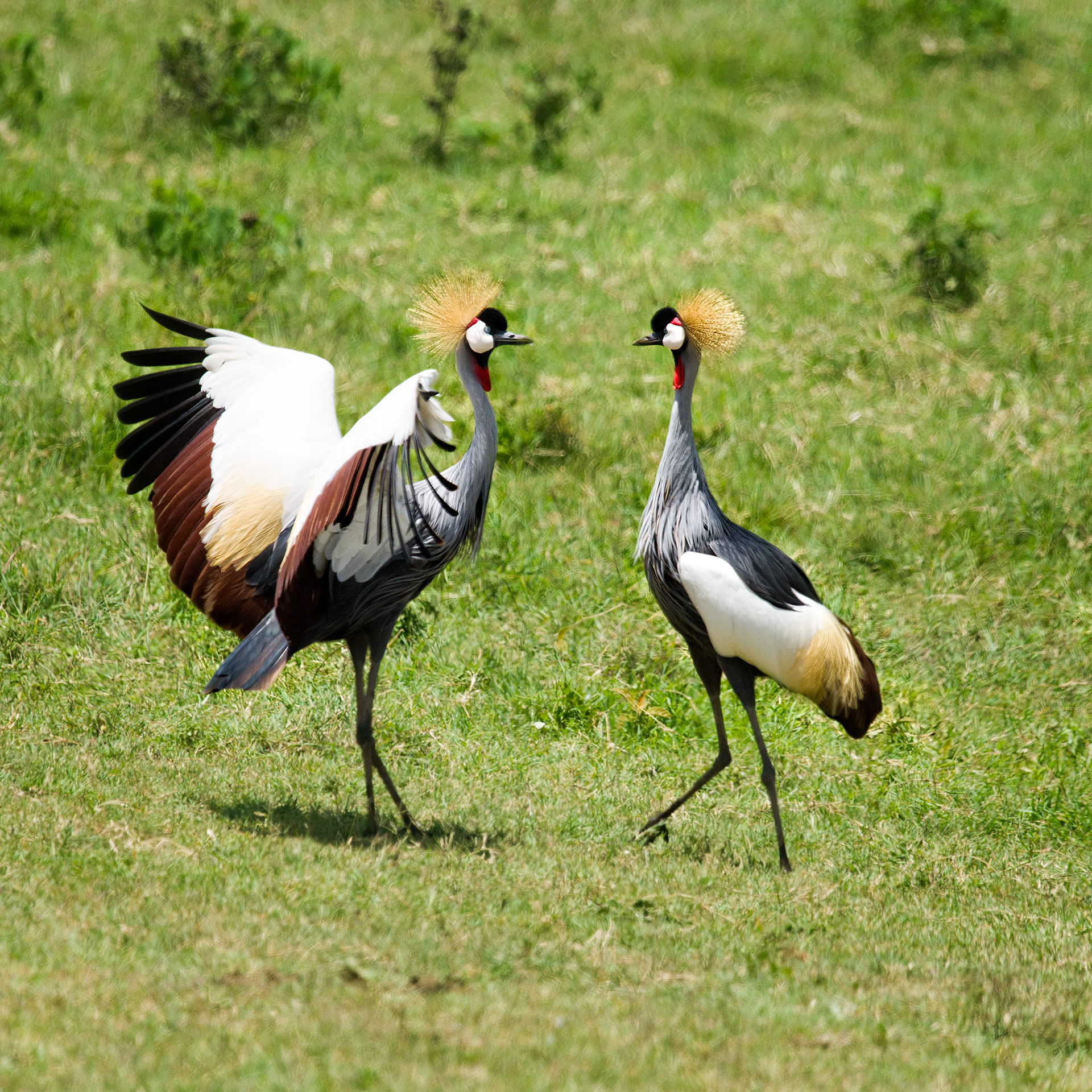 Ngorongoro Crater, Tanzania