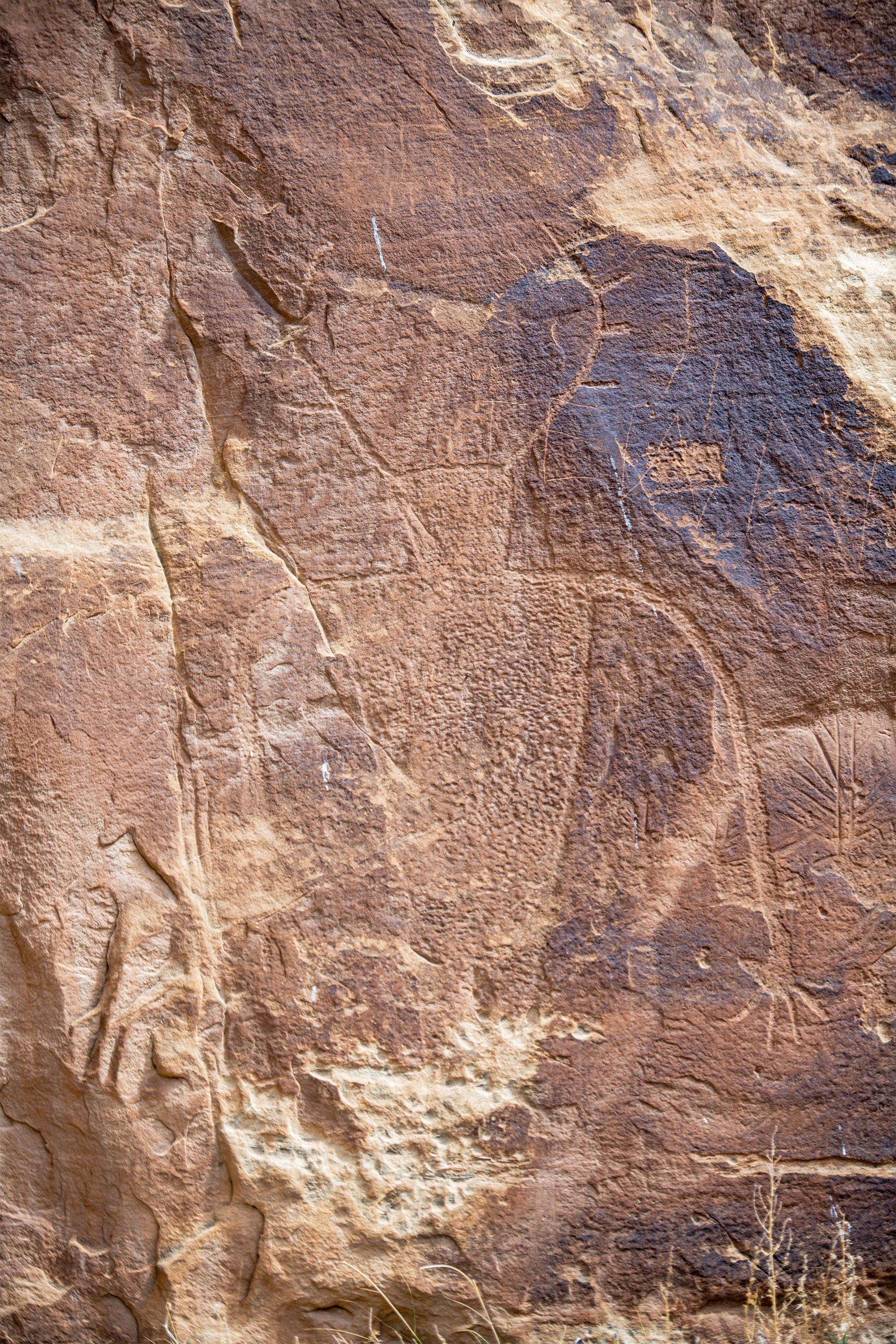 Dinosaur NM