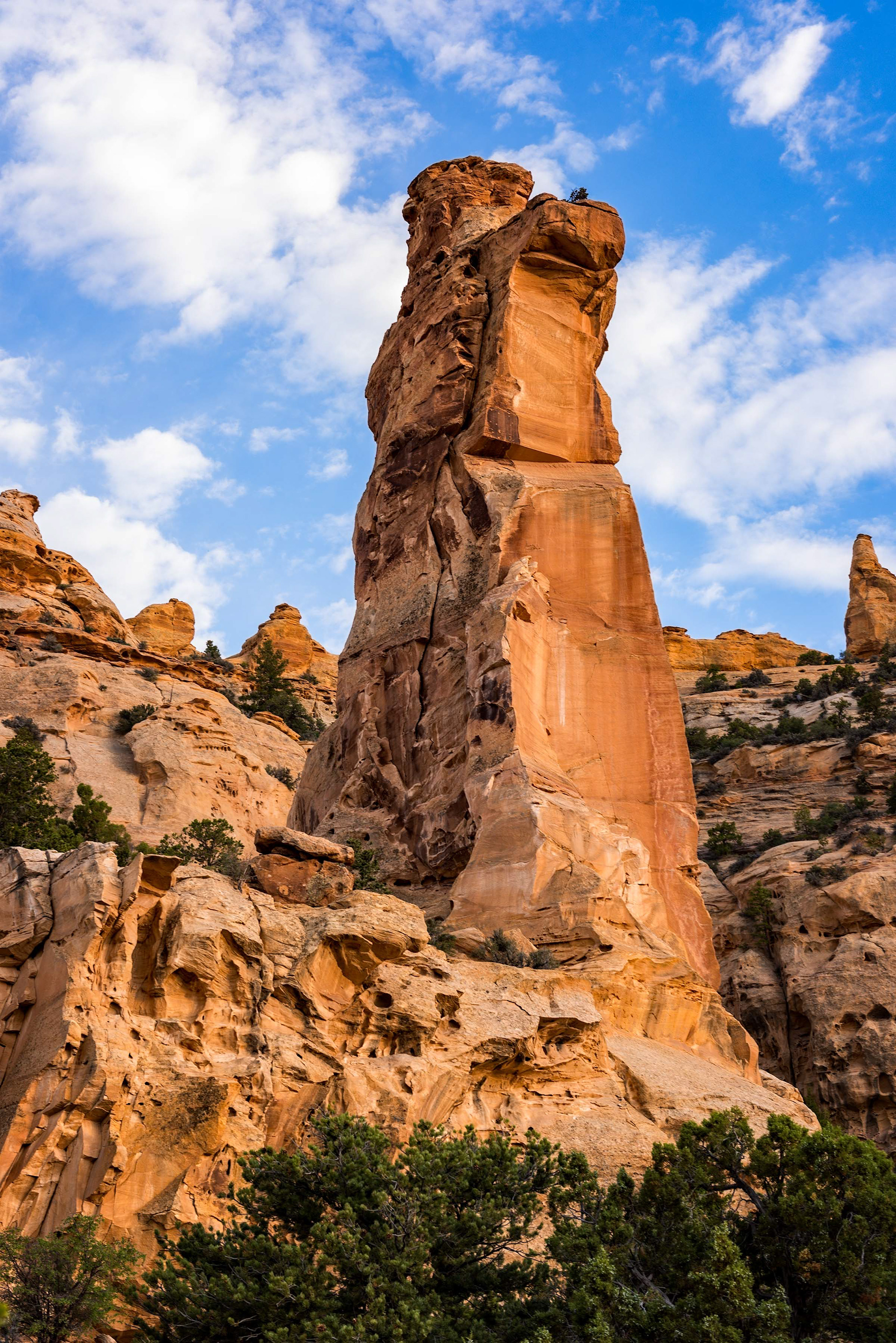 Grizzly Bear Pinnacle