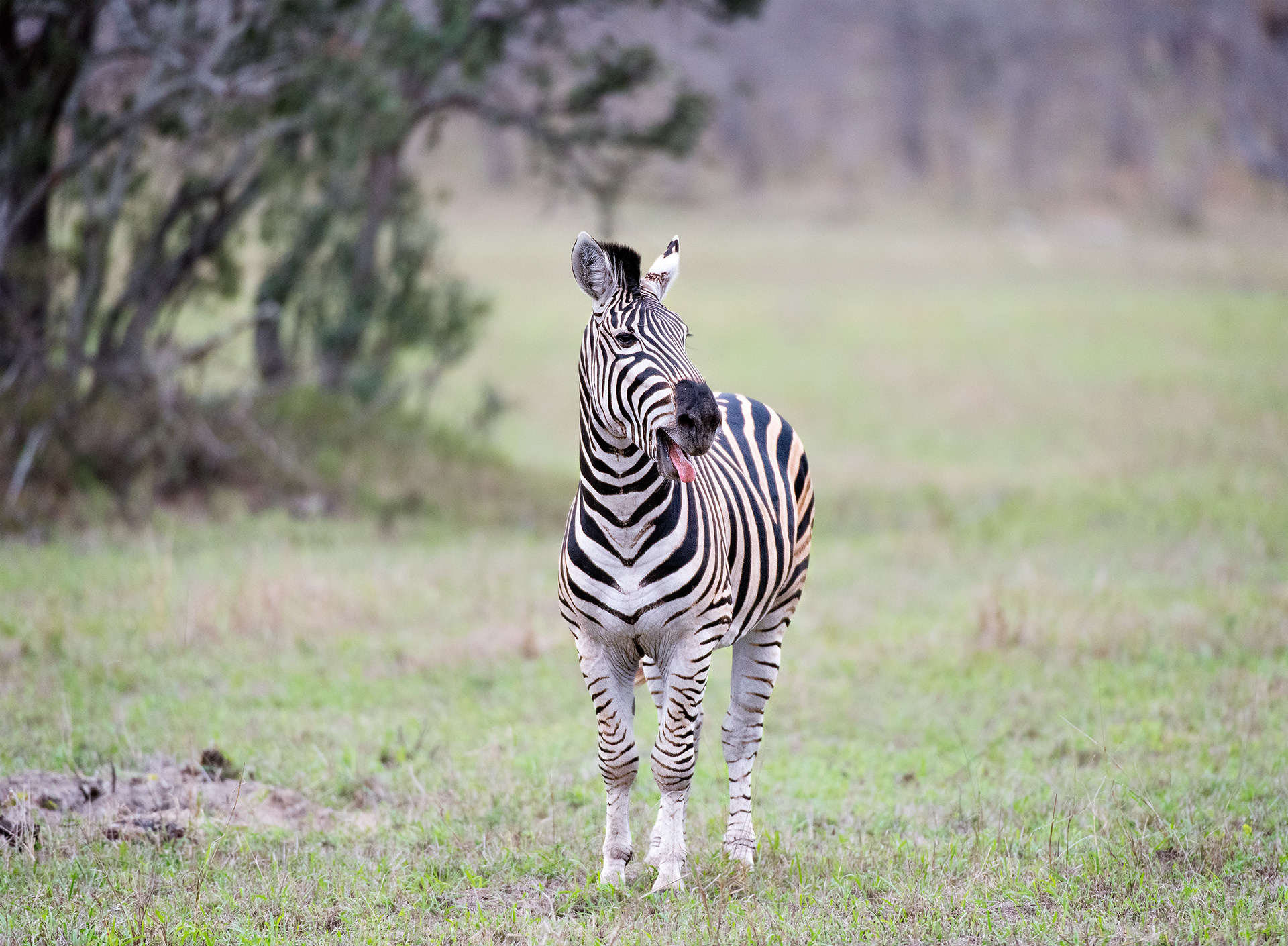 Mala Mala, South Africa