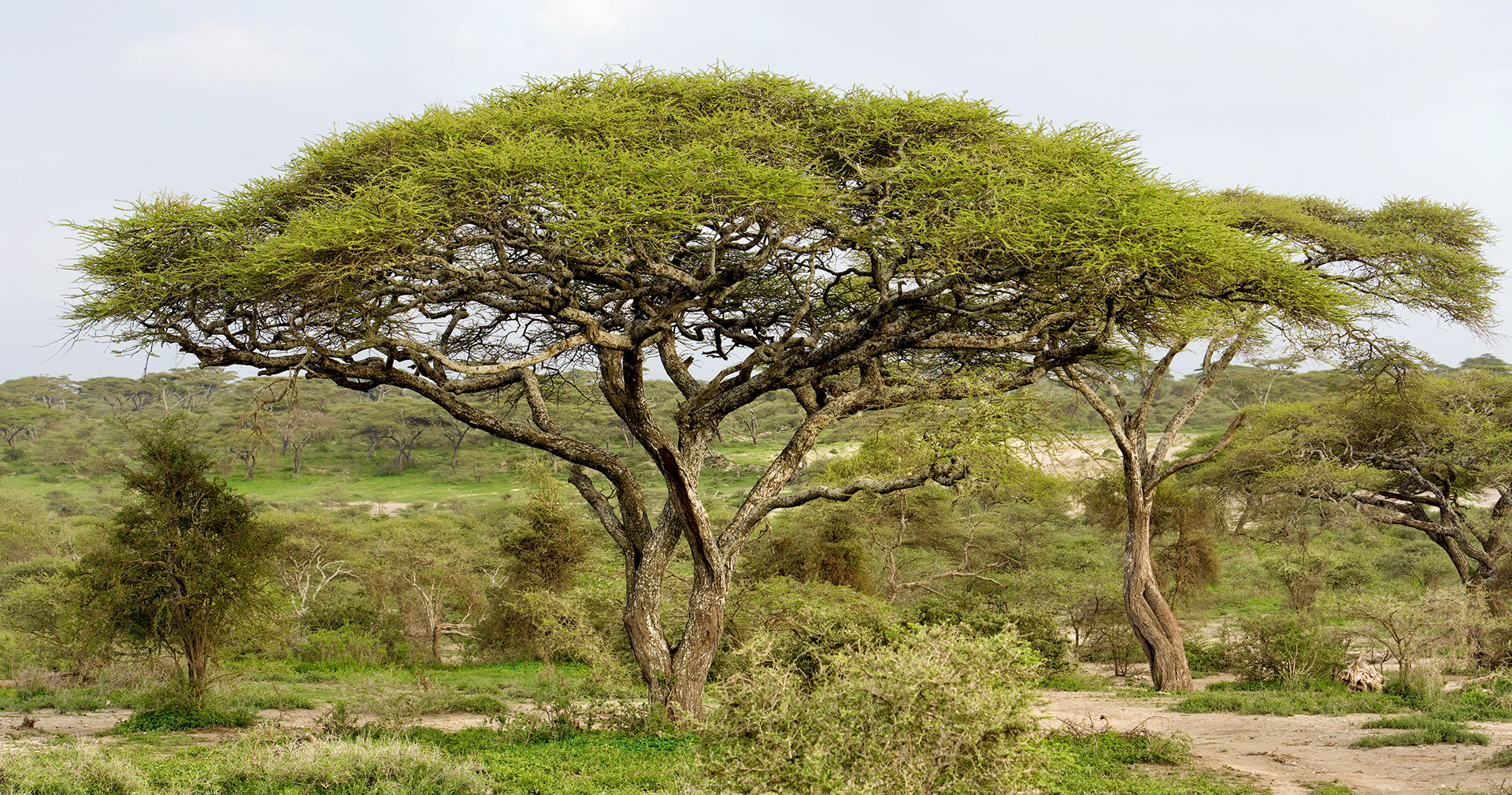 Ndutu, Tanzania