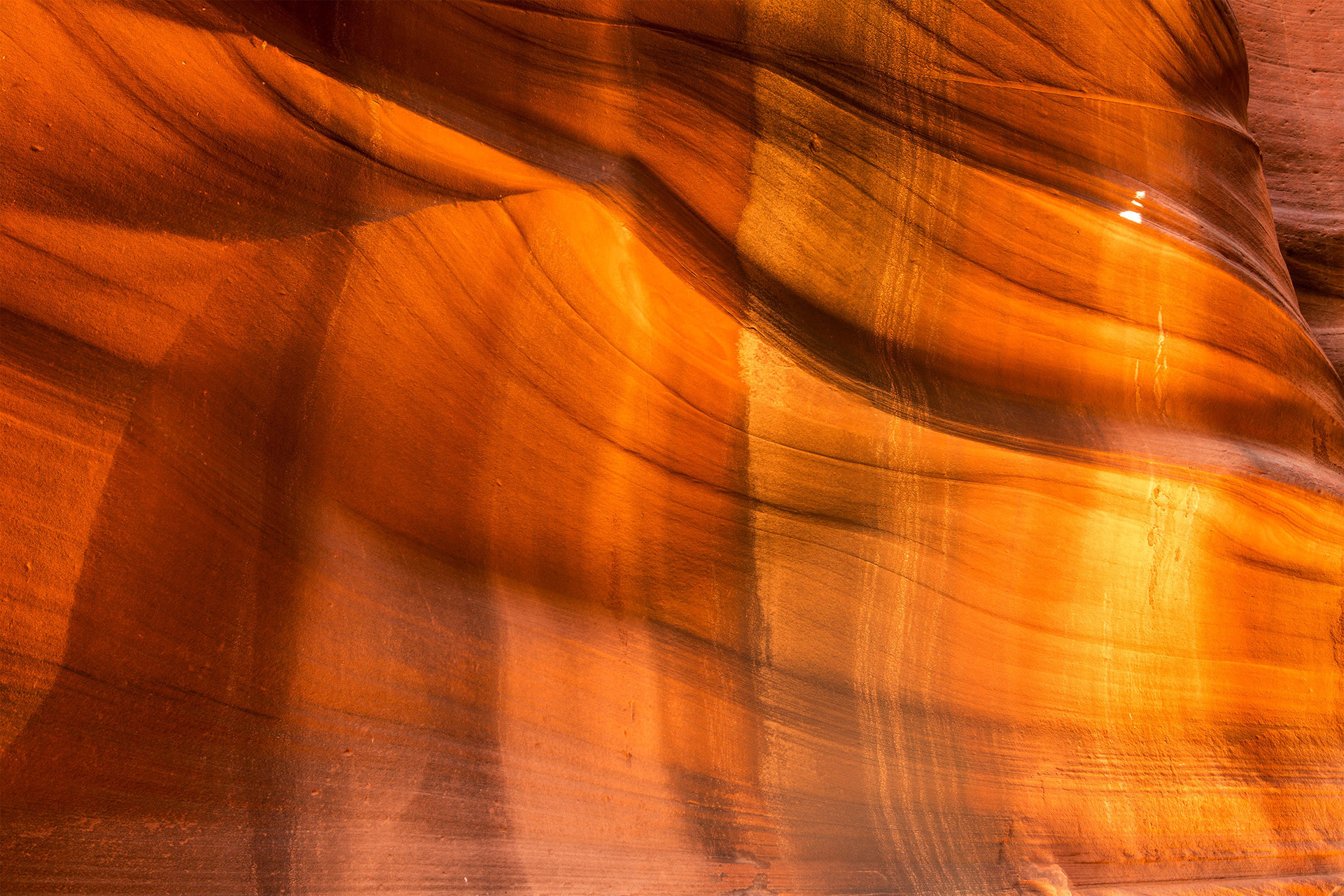 Antelope Cardiac 