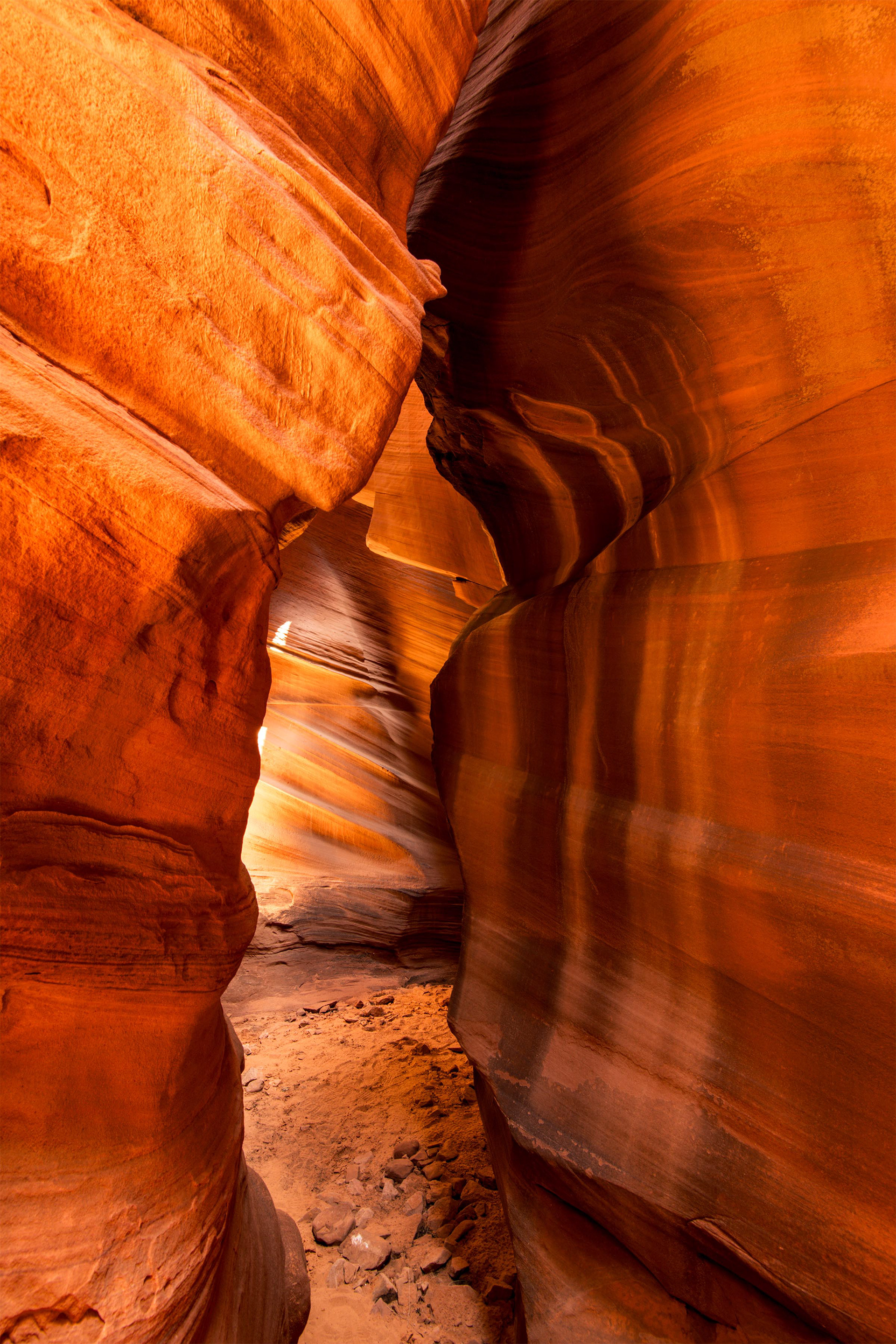 Antelope Cardiac 