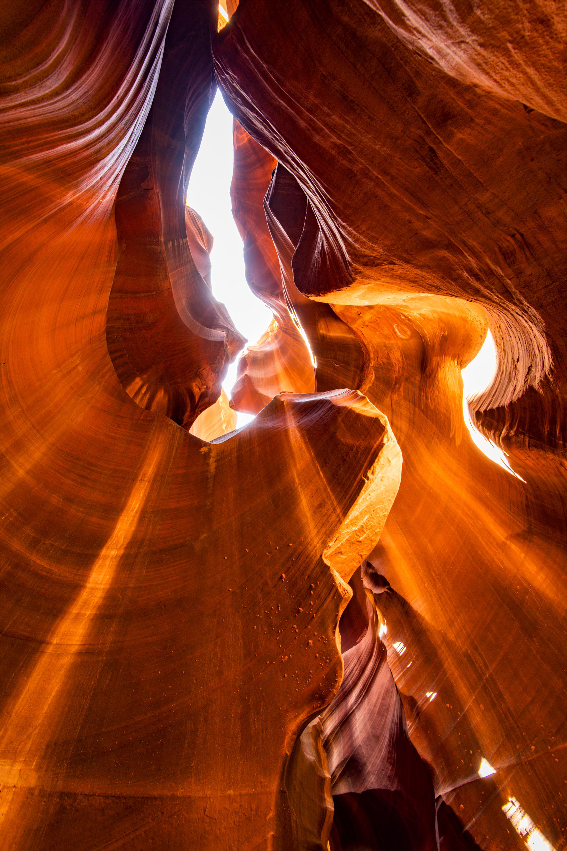 Antelope Cardiac 