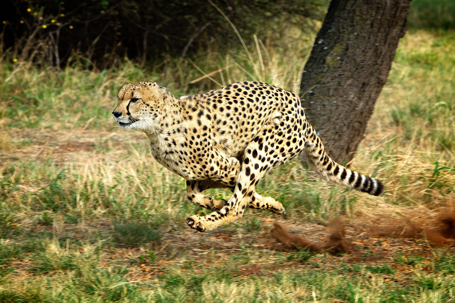 DeWildt Cheetah Center, South Africa