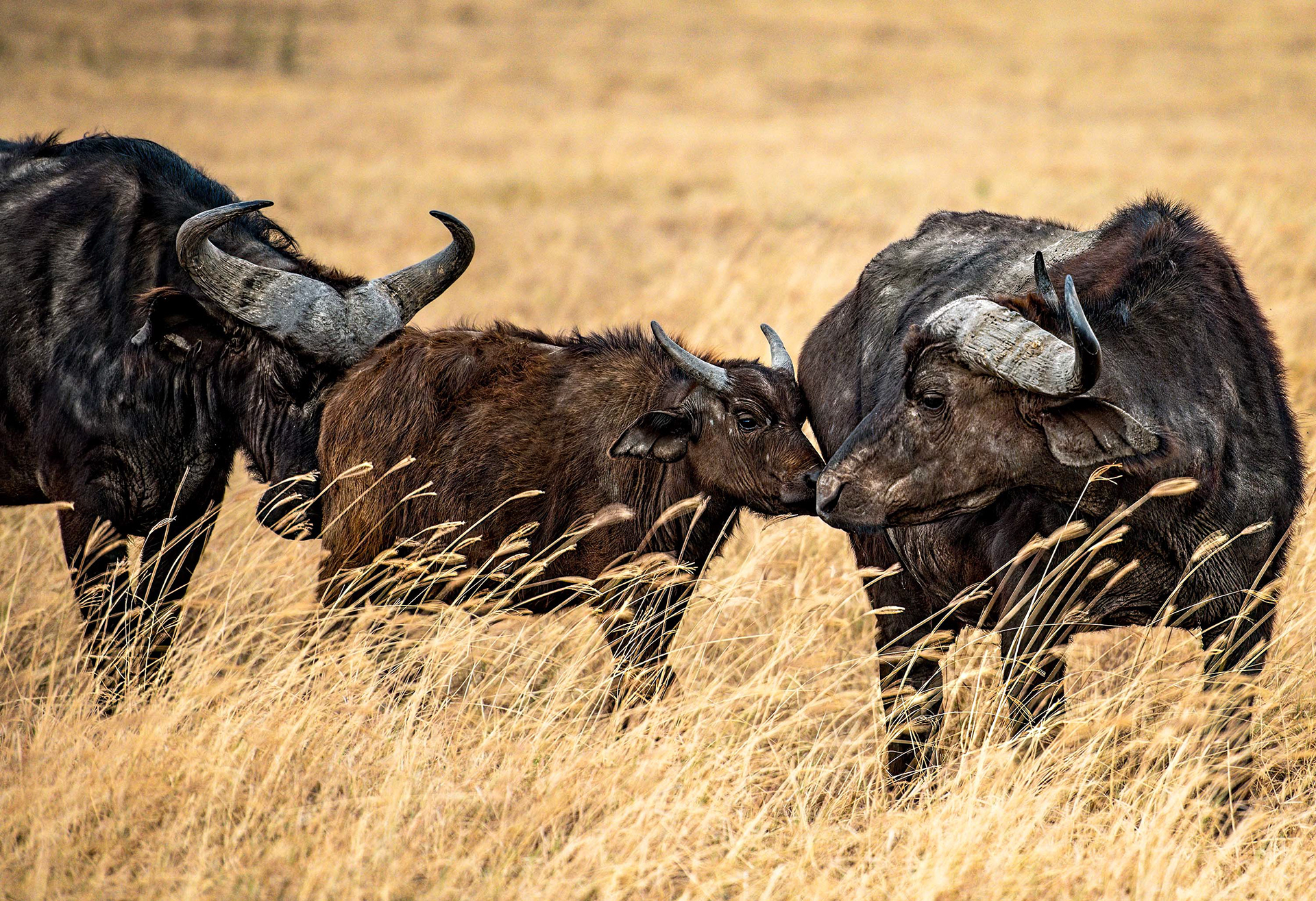 Ngorongoro Crater