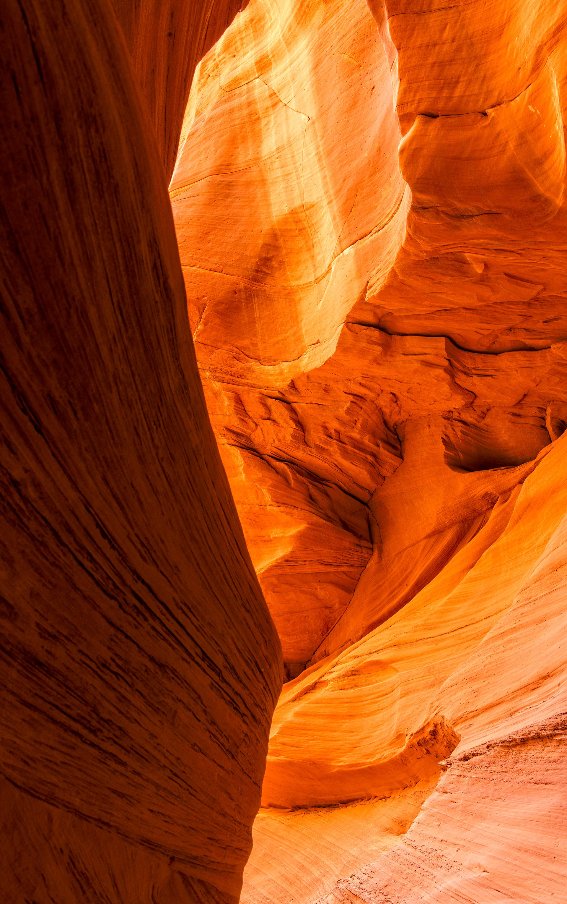 Antelope Cardiac 