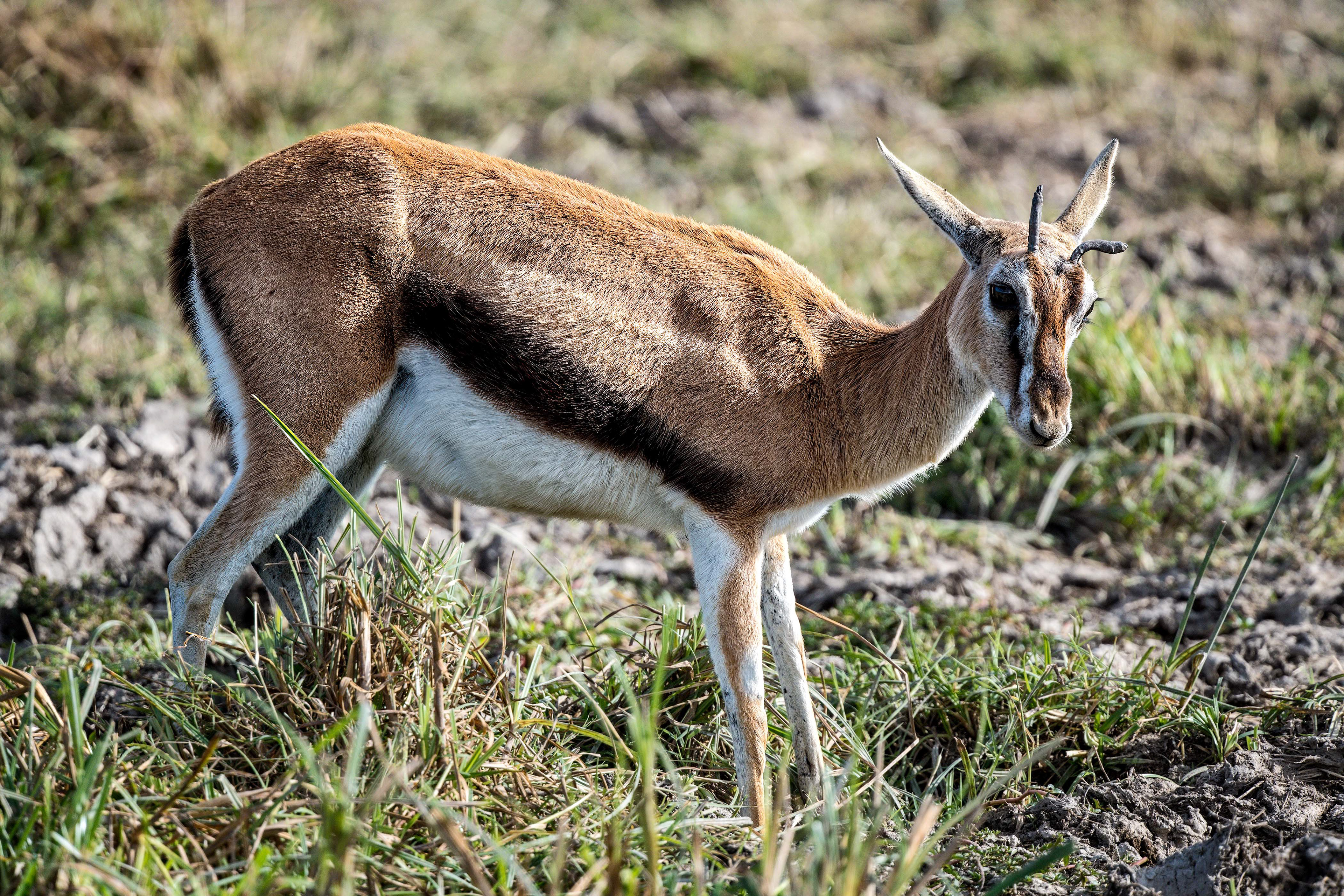 Ngorongoro Crater