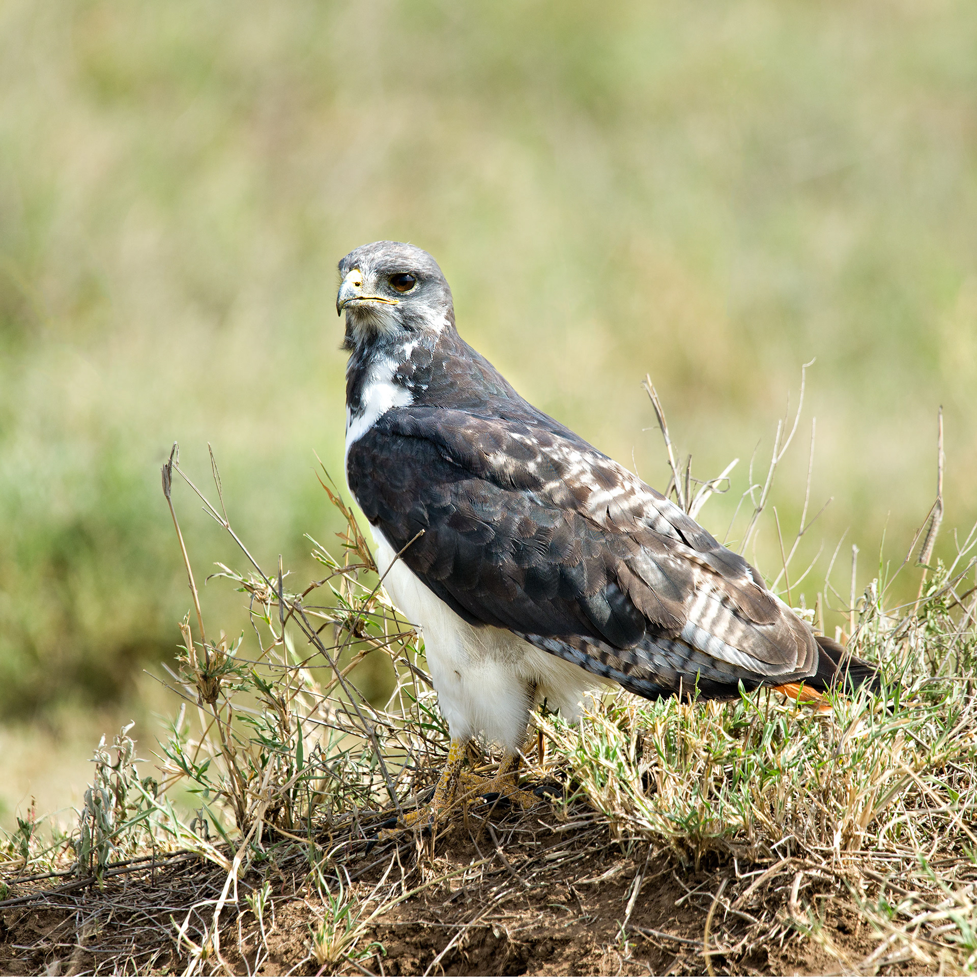 Ngorongoro Crater, Tanzania