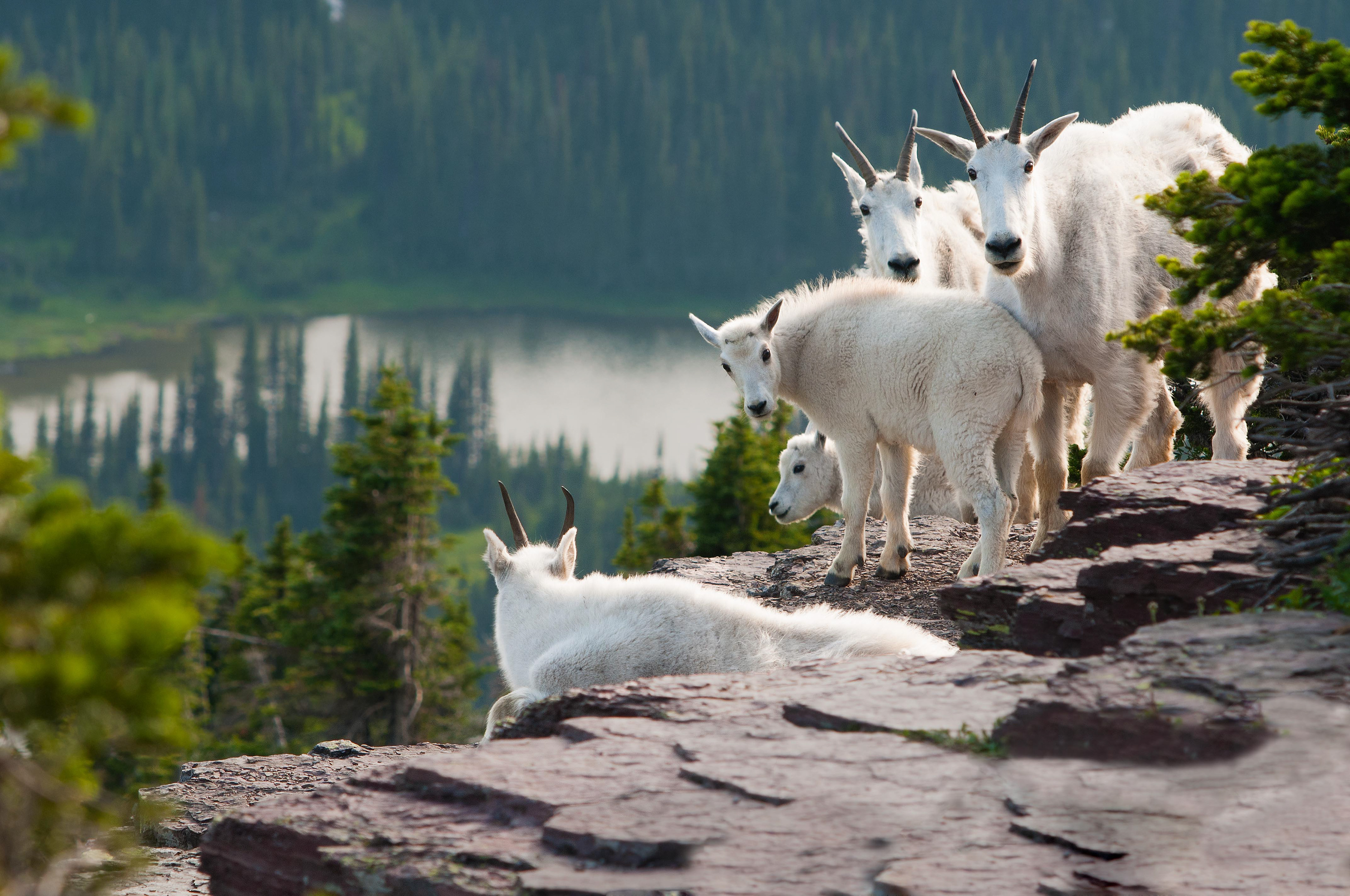 Logan Pass, Glacier NP