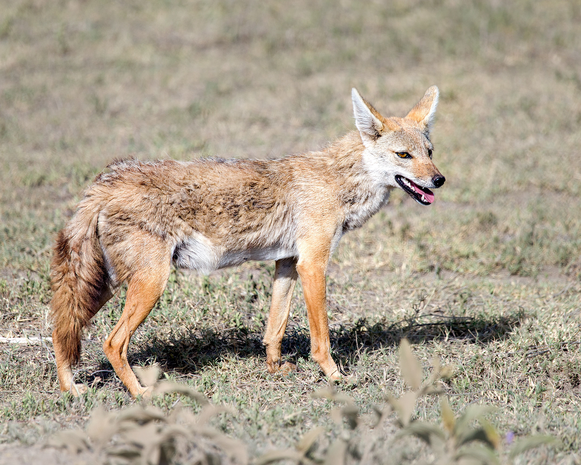 Ngorongoro Crater, Tanzania