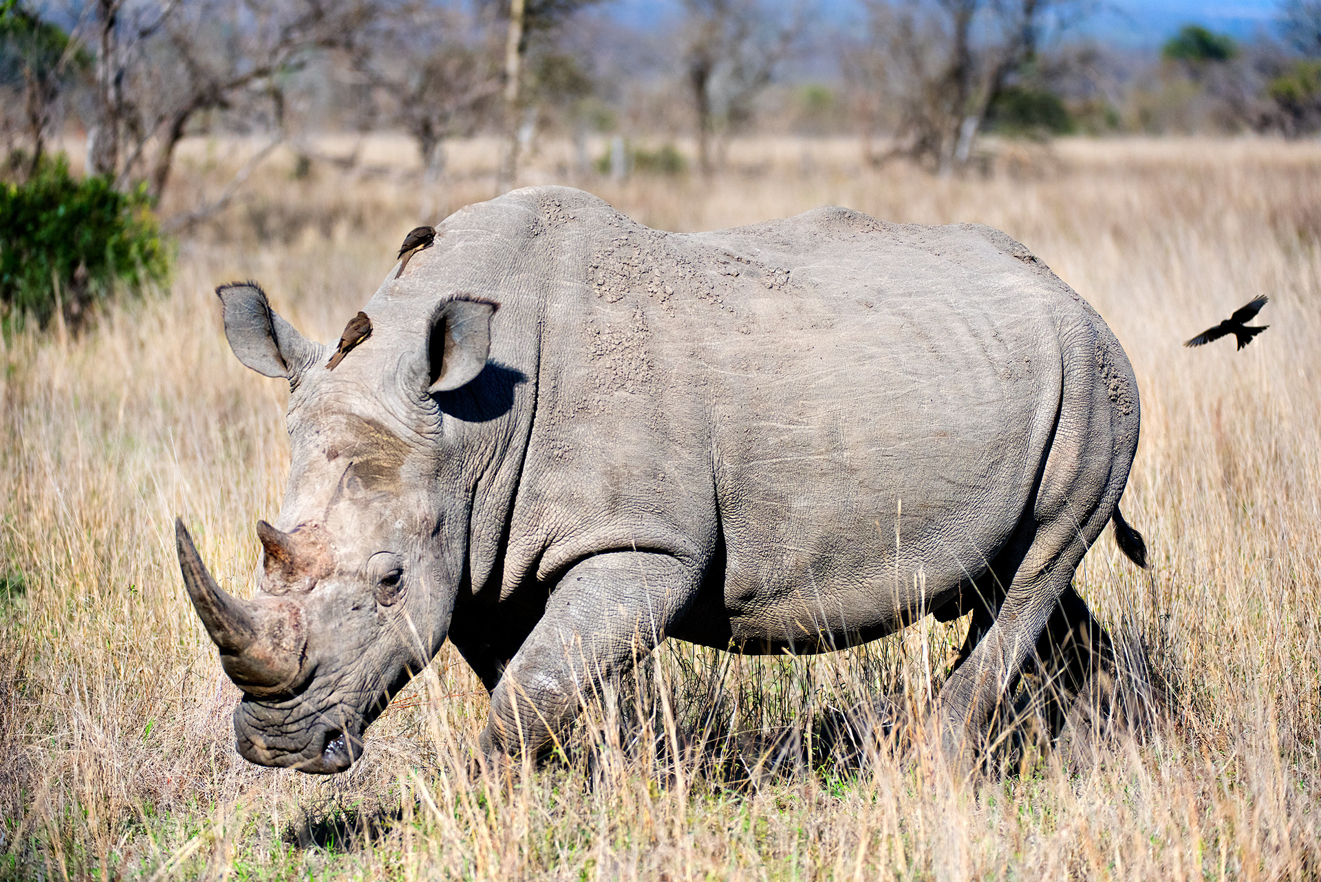 Mala Mala, South Africa
