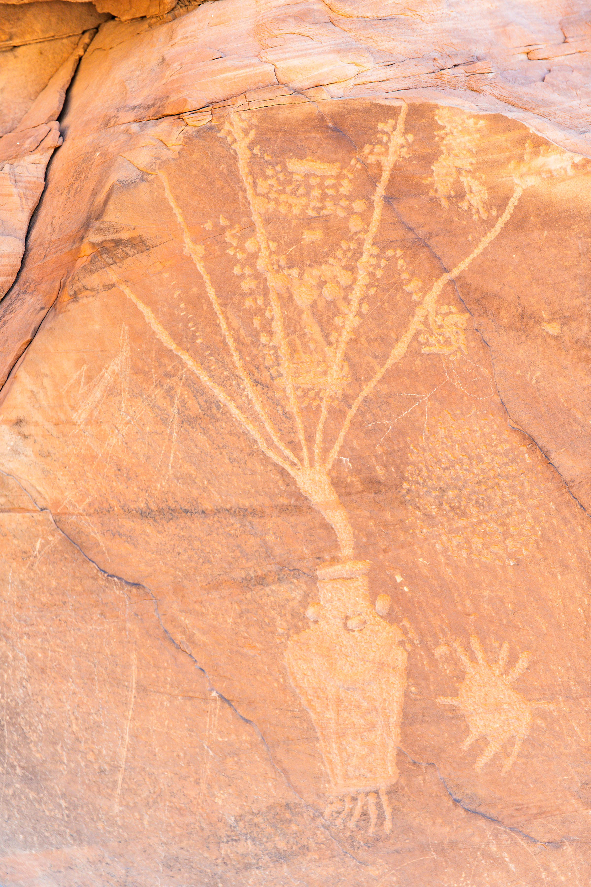 Dinosaur NM