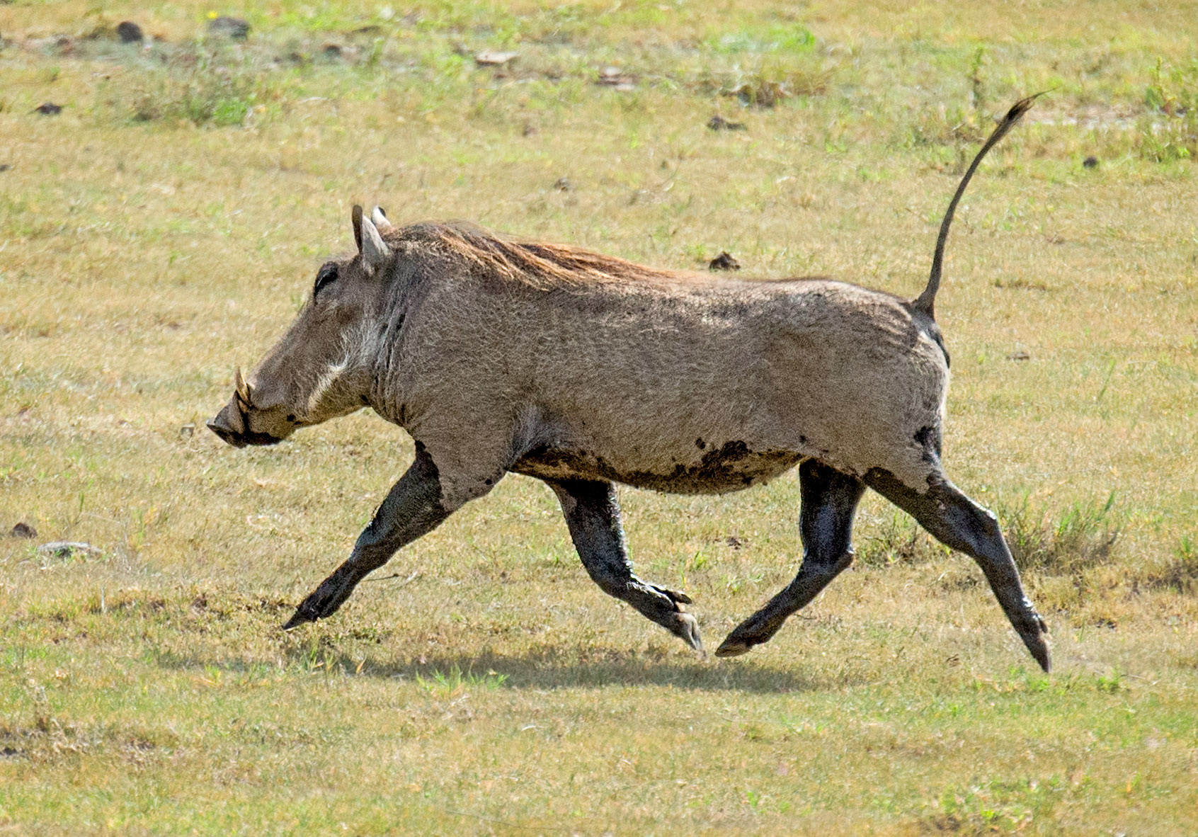 Ngorongoro Crater, Tanzania