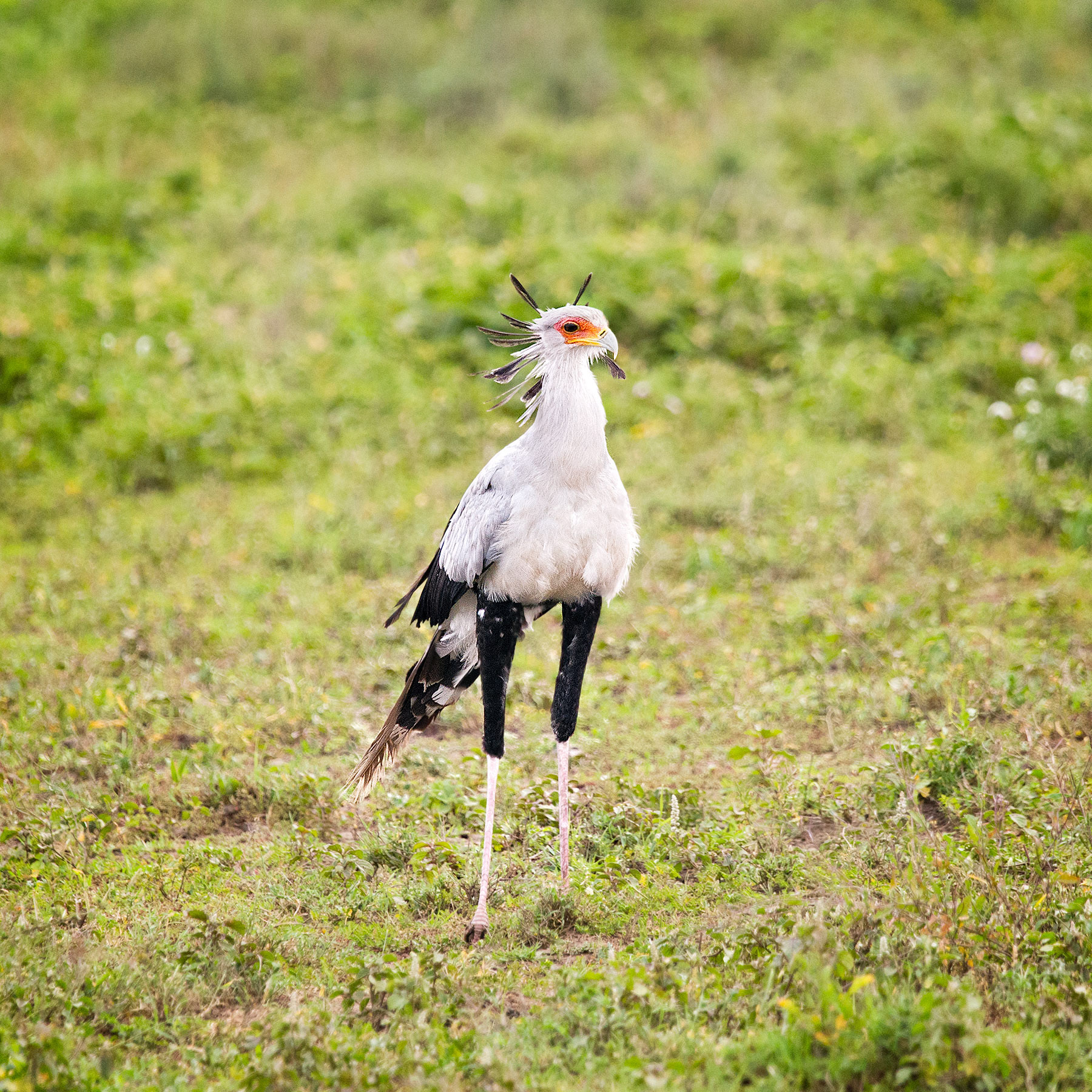 Ndutu, Tanzania