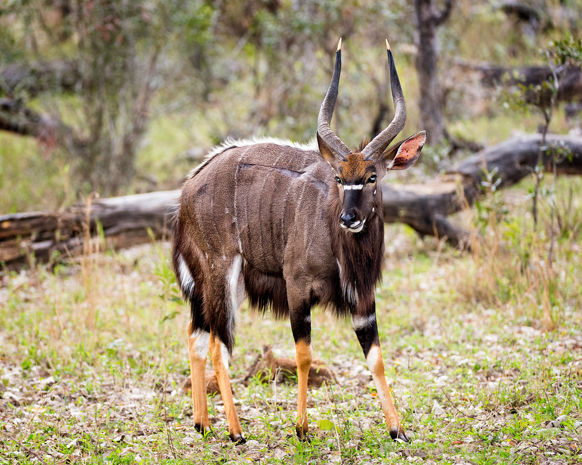 Nyala, Mala Mala, South Africa