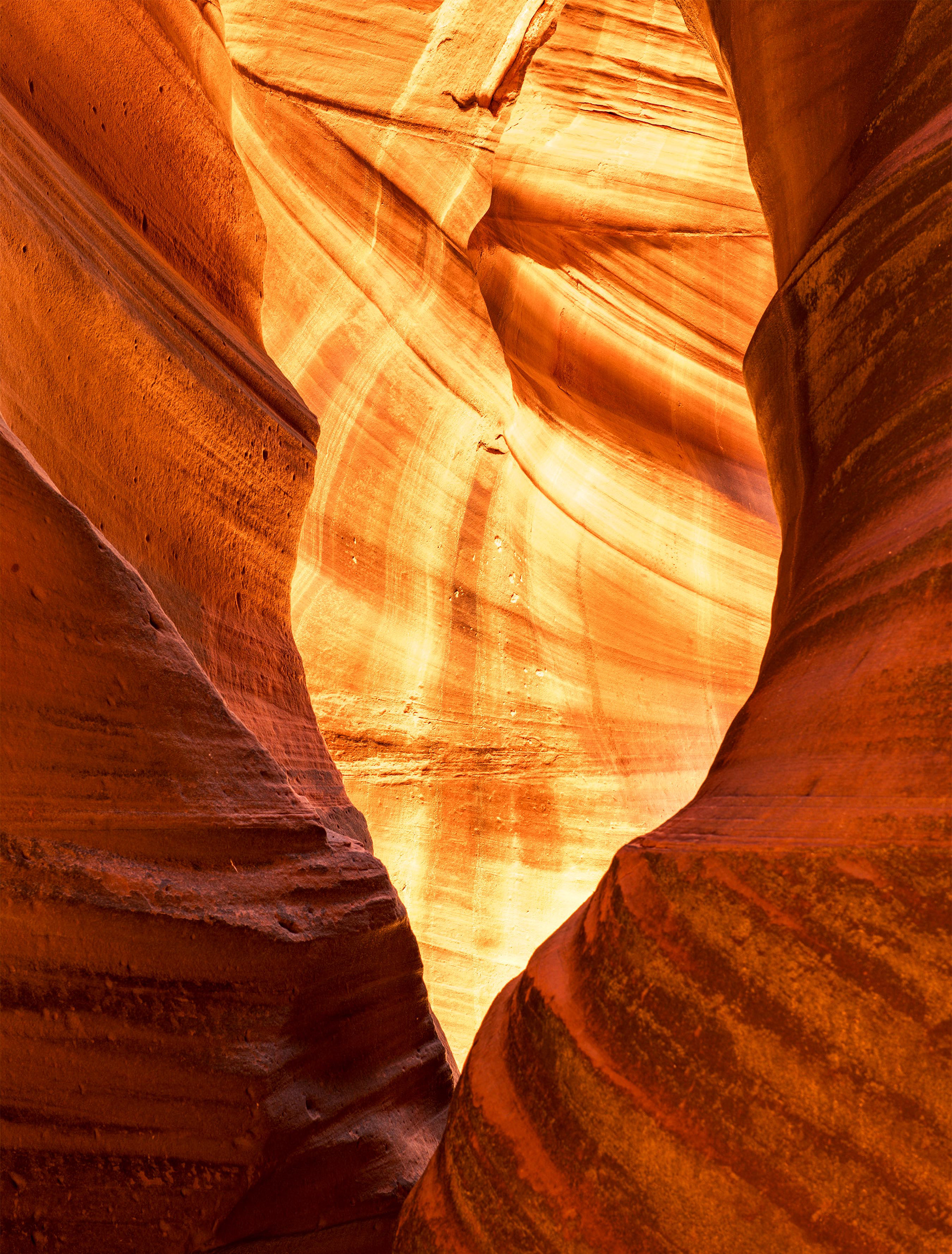 Antelope Cardiac 