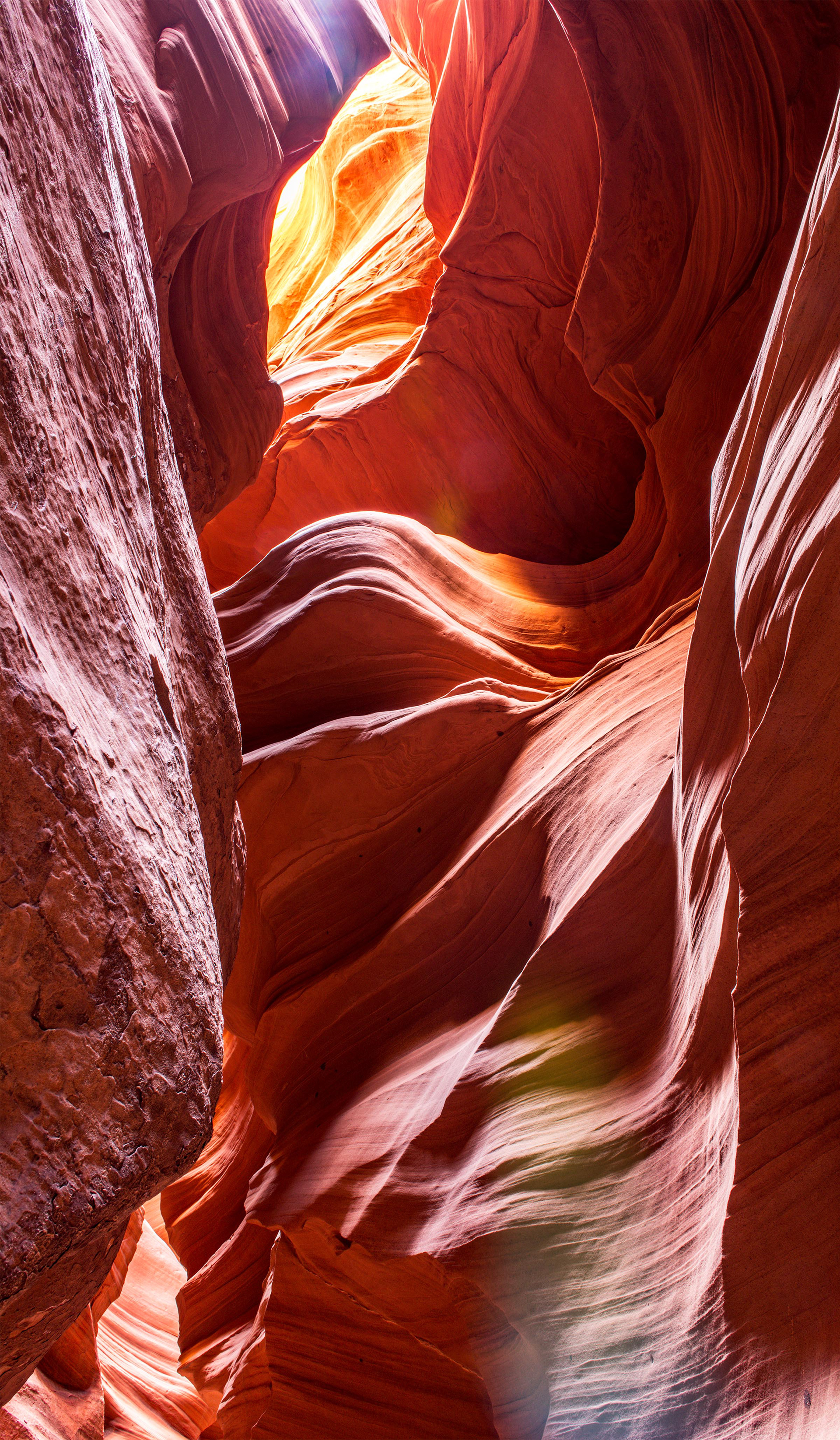 Antelope Cardiac 