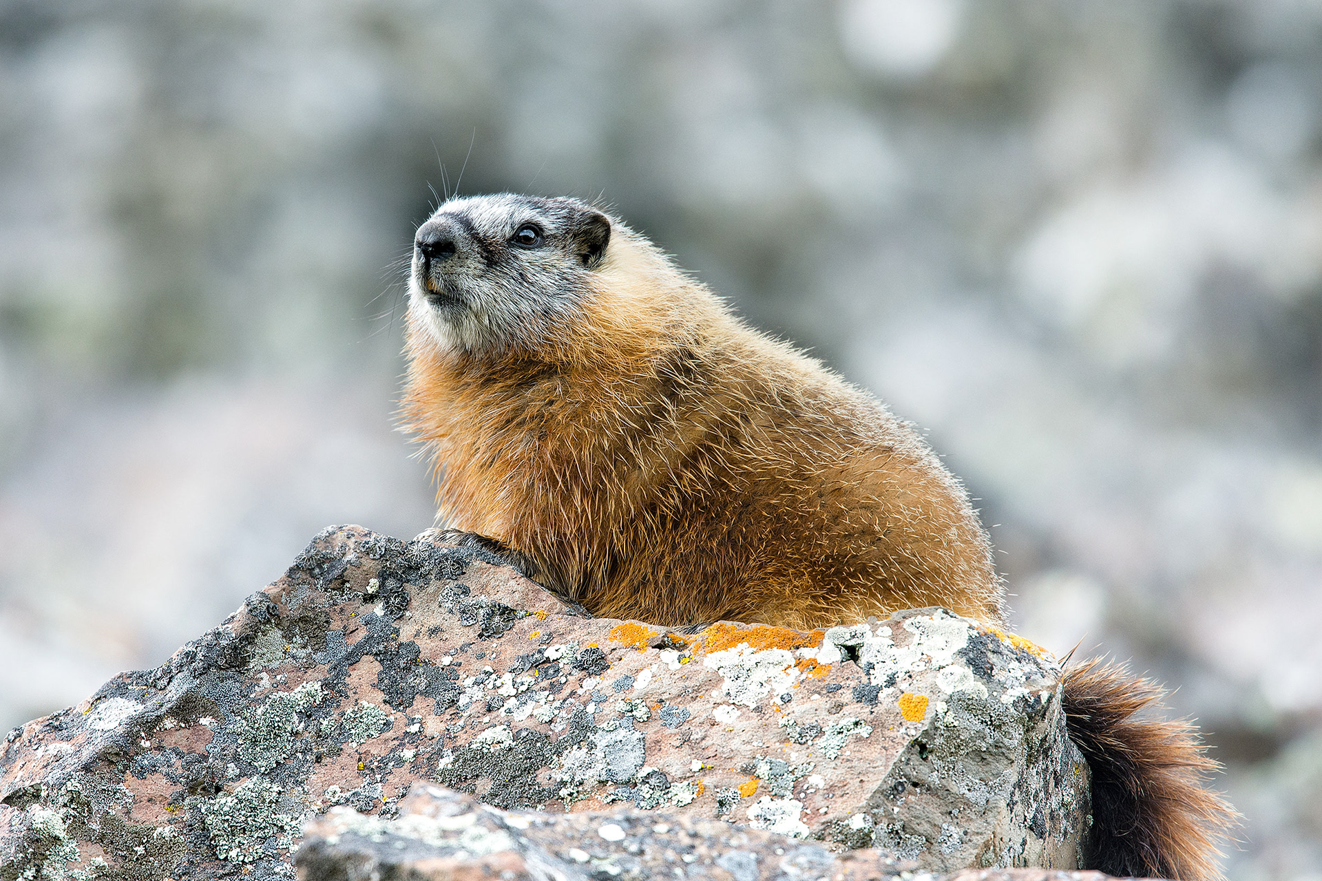 Marmot, Sheepeaster Cliff
