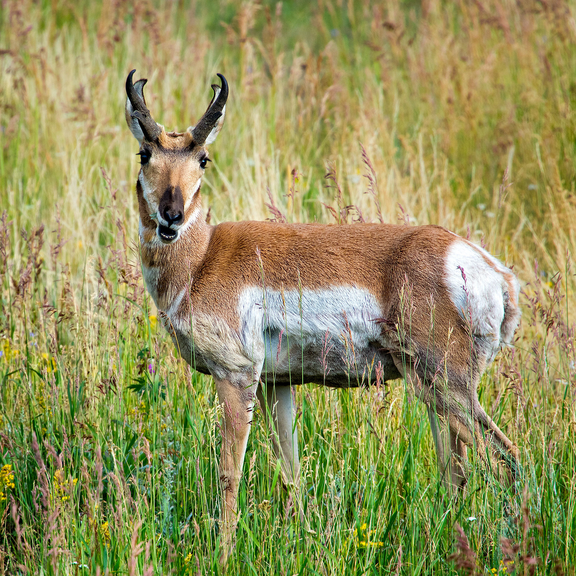 Pronghorn Antelope, Lamar Valley