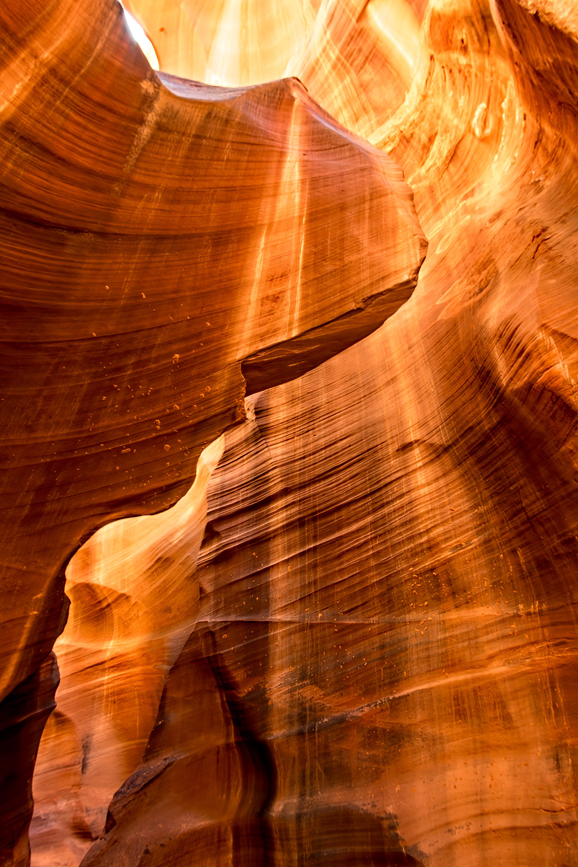Antelope Cardiac 