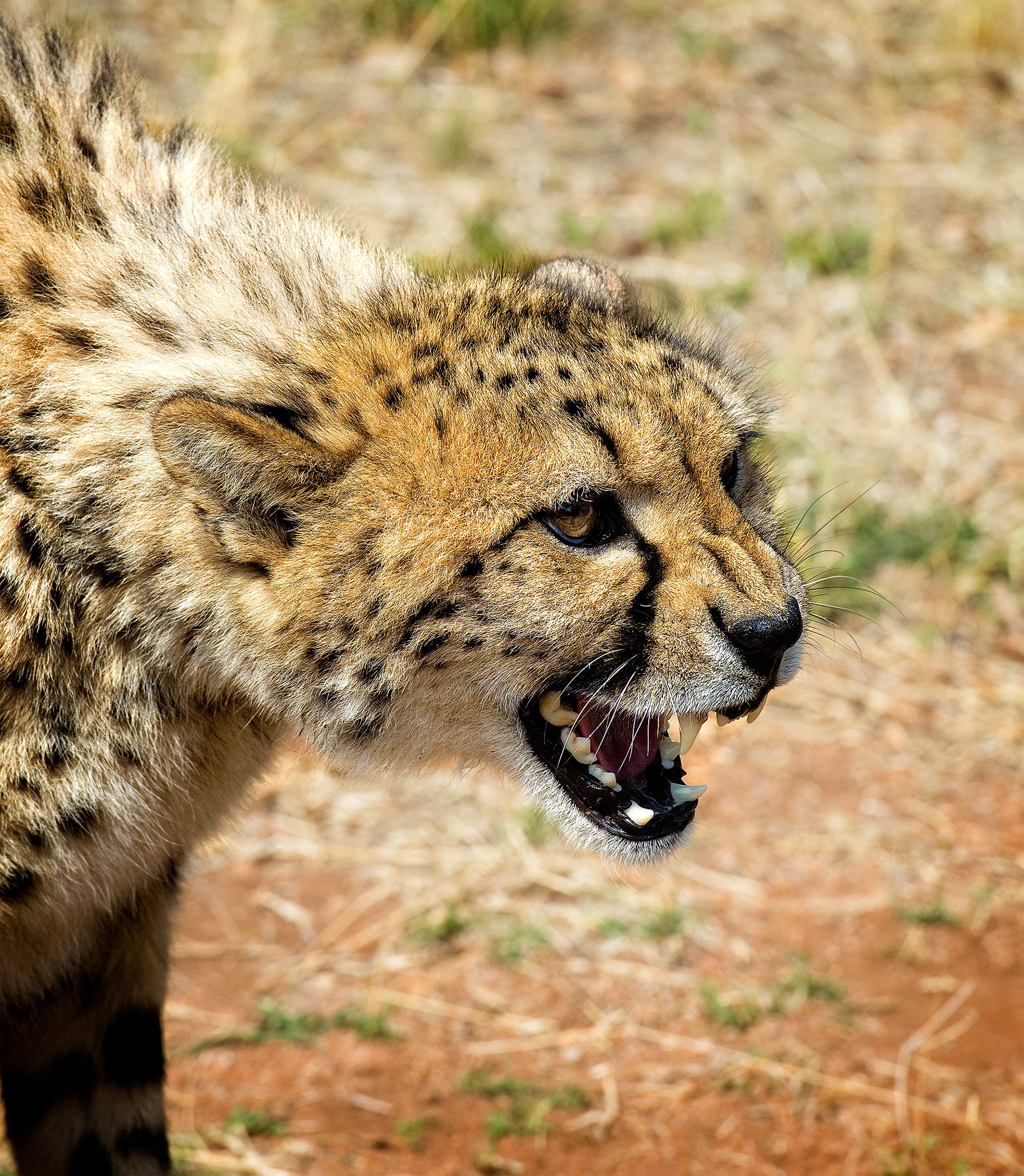 DeWildt Cheetah Center, South Africa