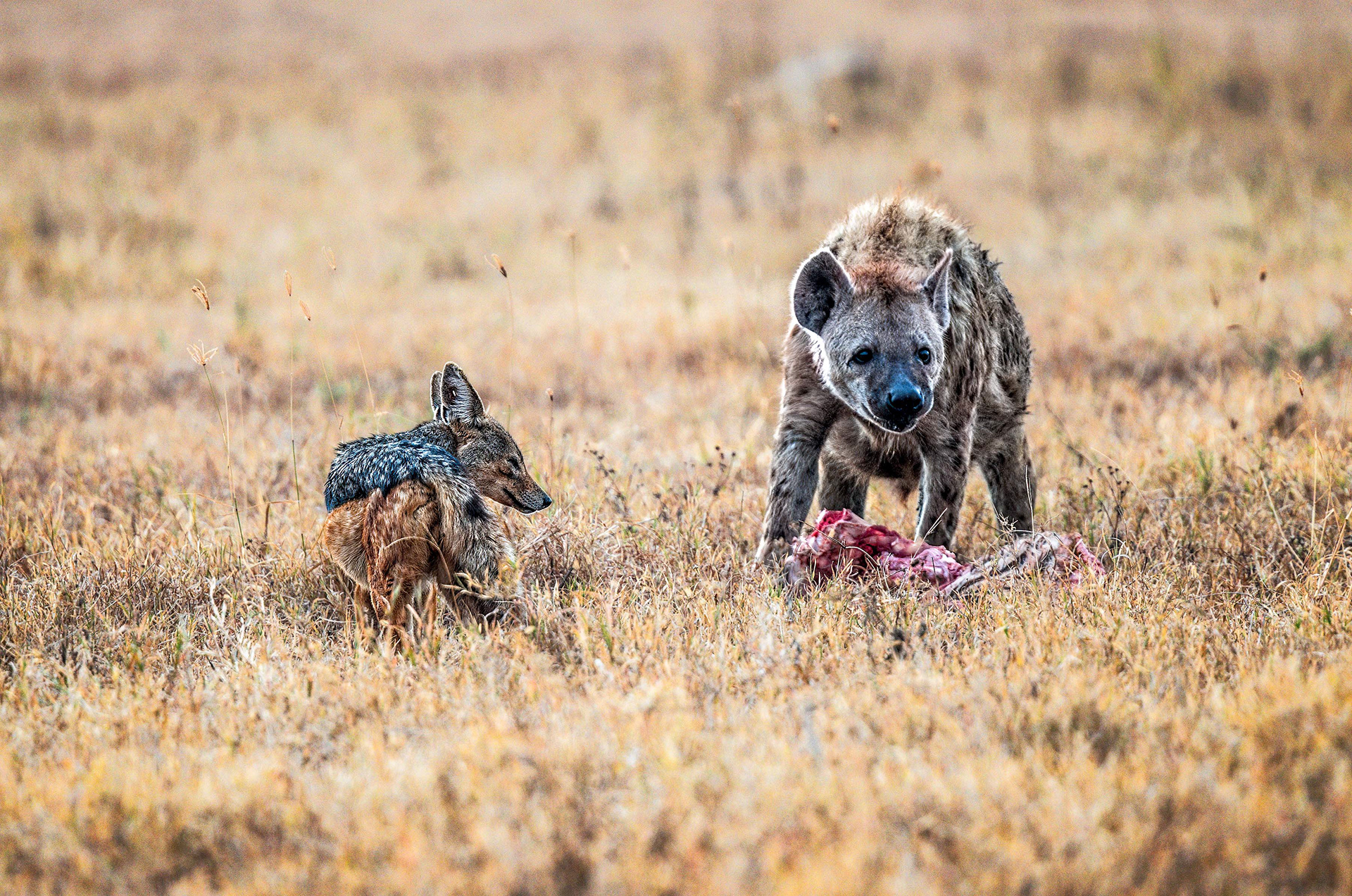 Ngorongoro Crater