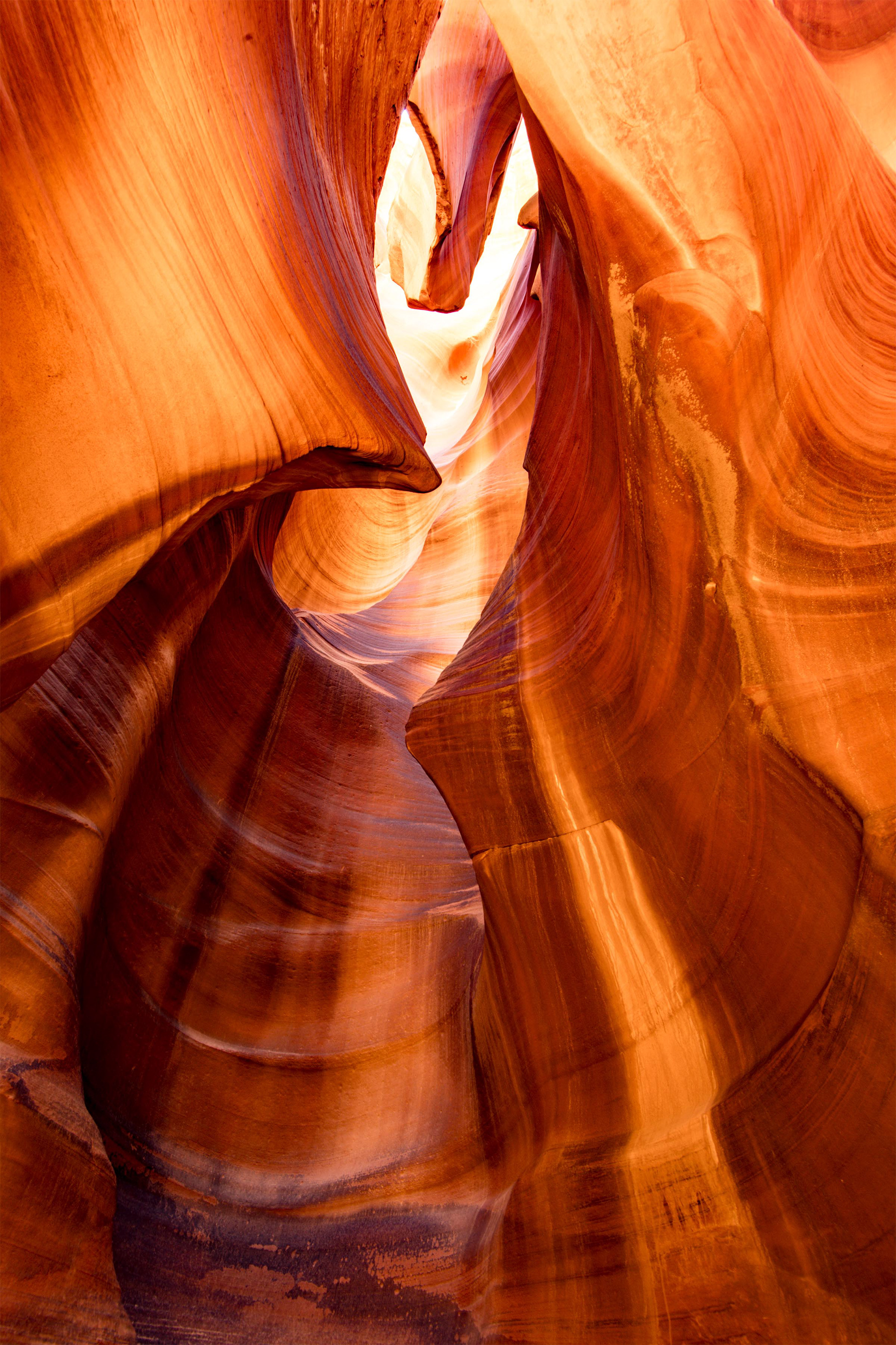 Antelope Cardiac 