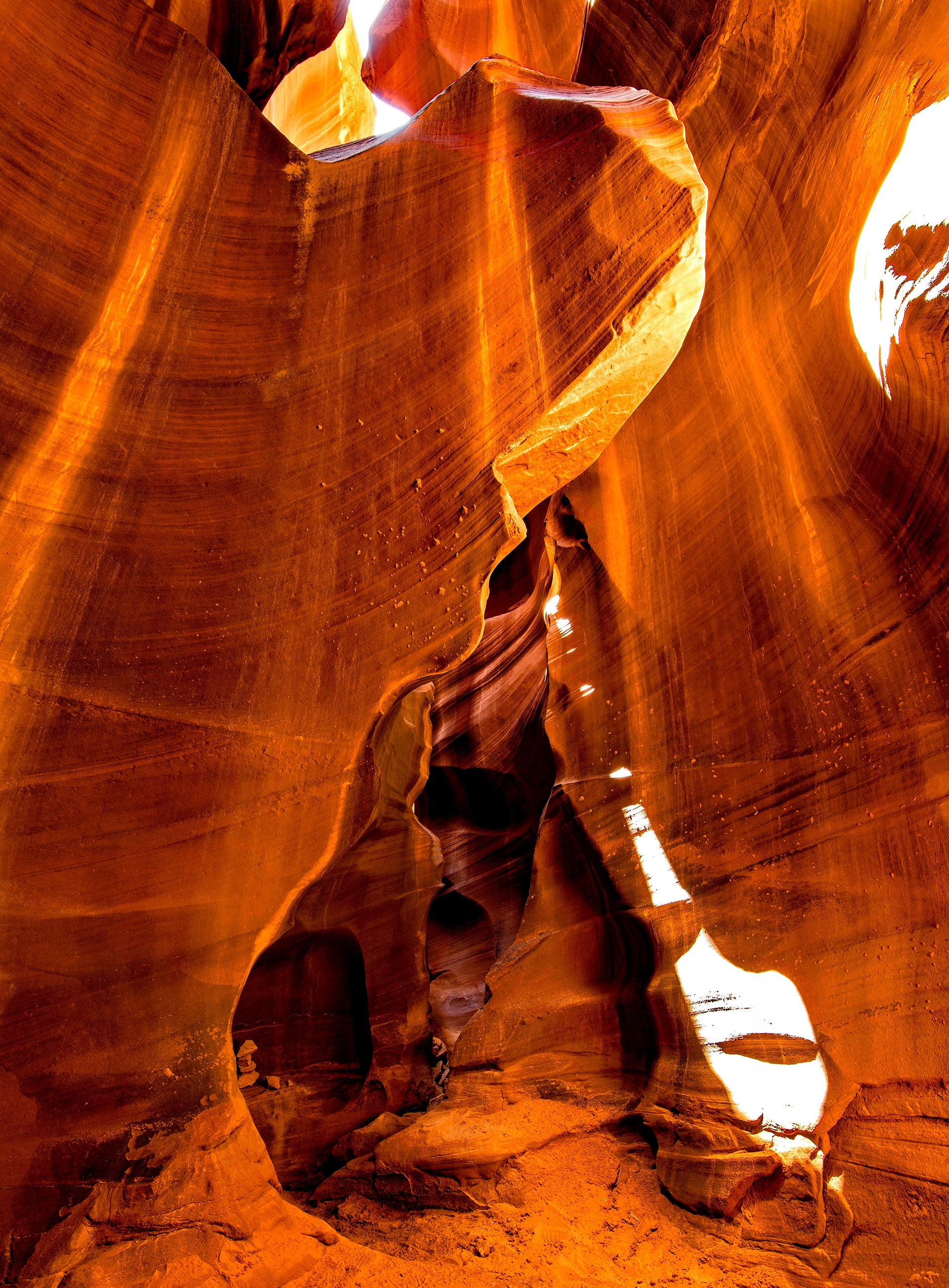 Antelope Cardiac 