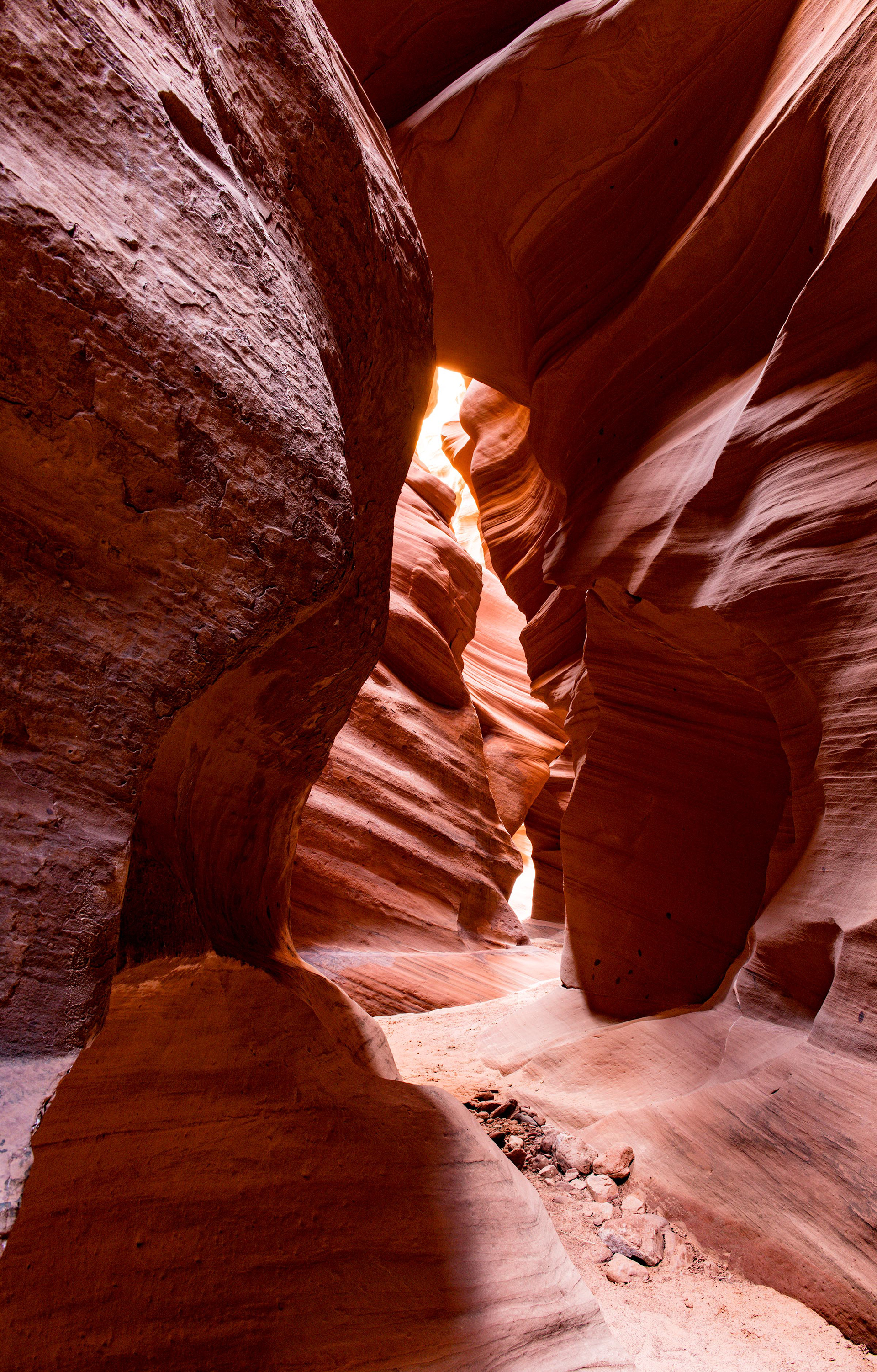 Antelope Cardiac 