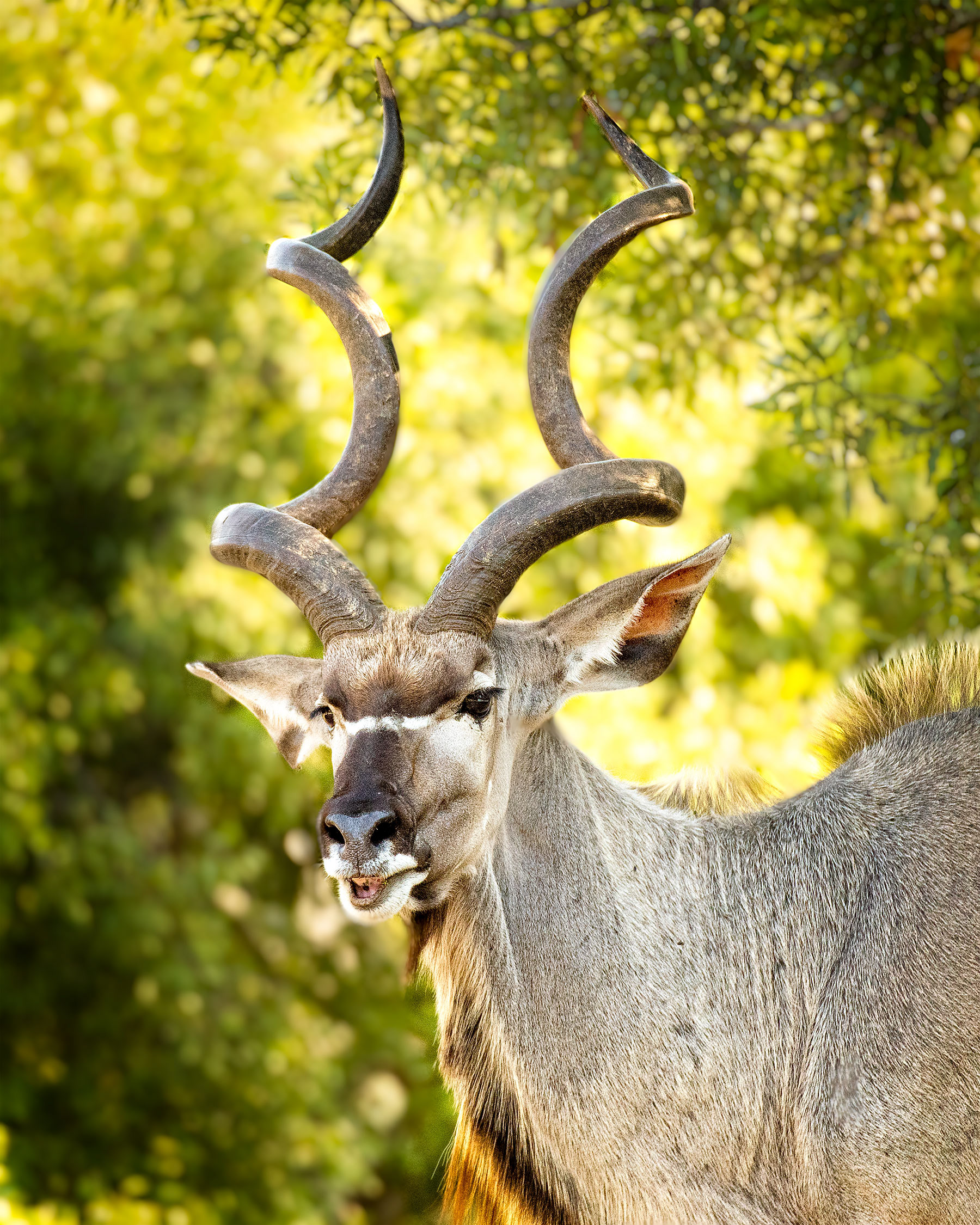Kudo, Mala Mala, South Africa