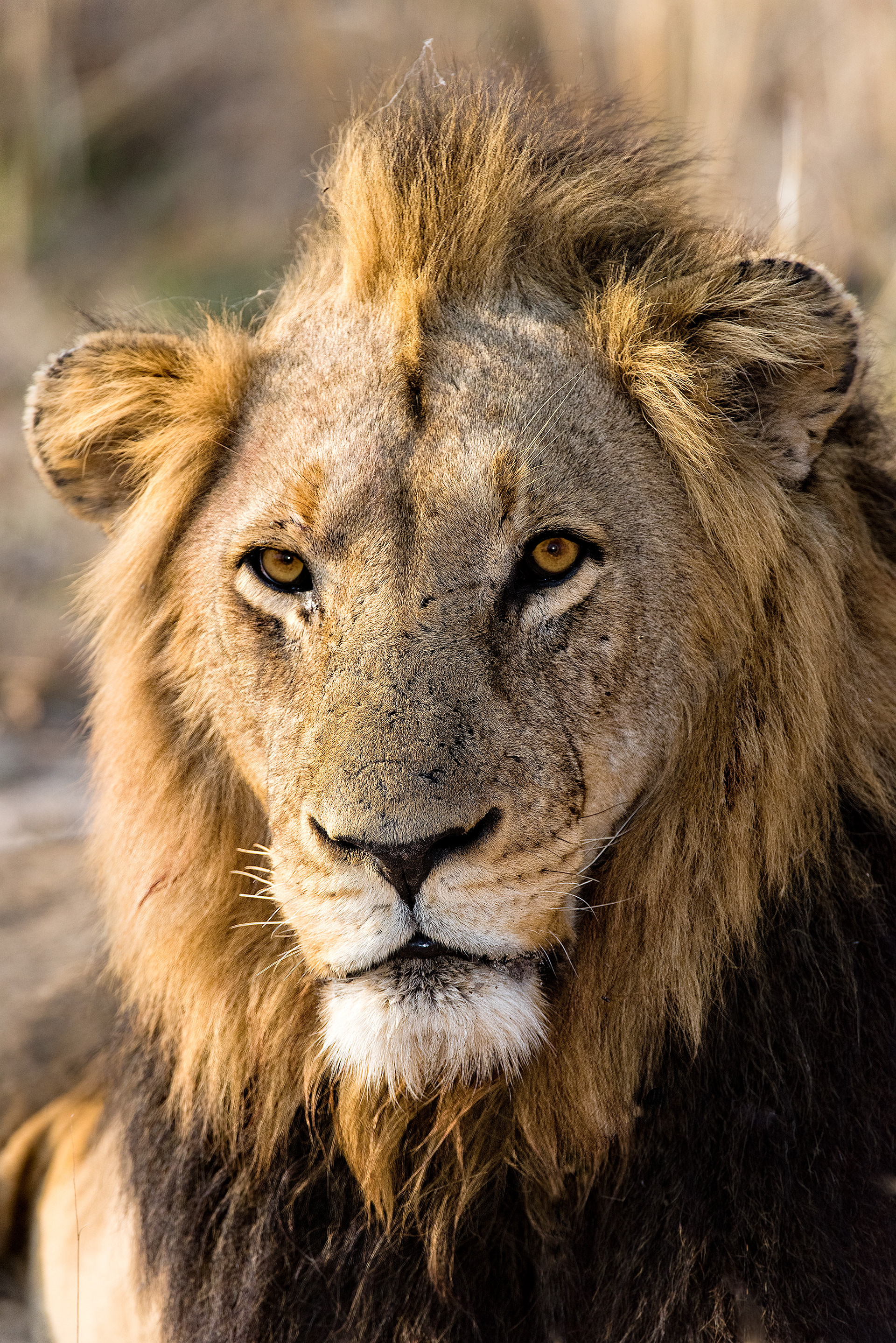 Mala Mala, South Africa