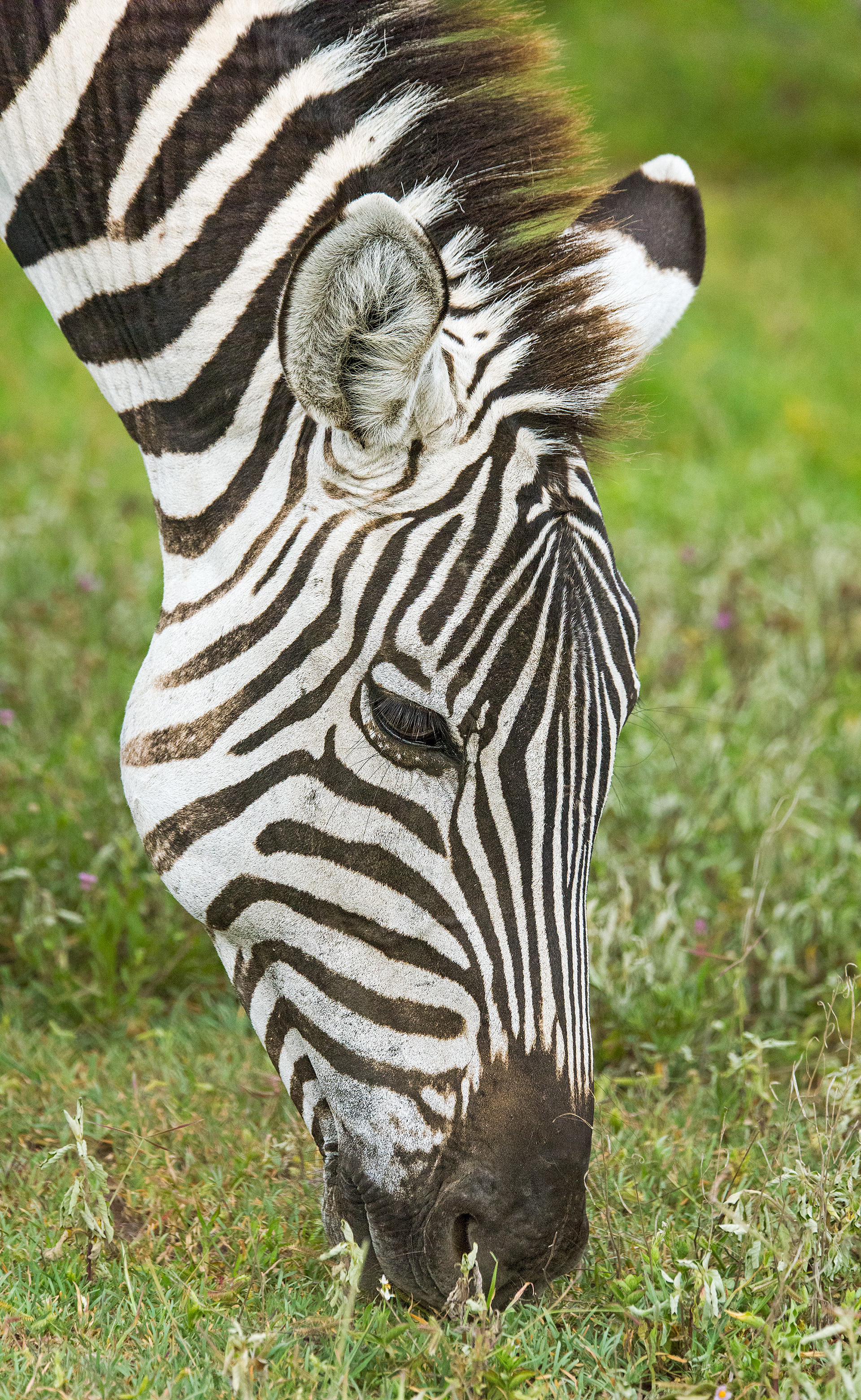 Ngorongoro Crater, Tanzania