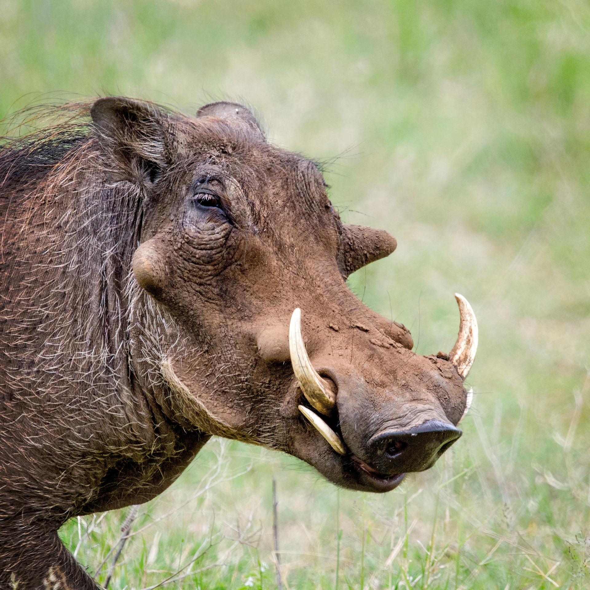 Ngorongoro Crater, Tanzania