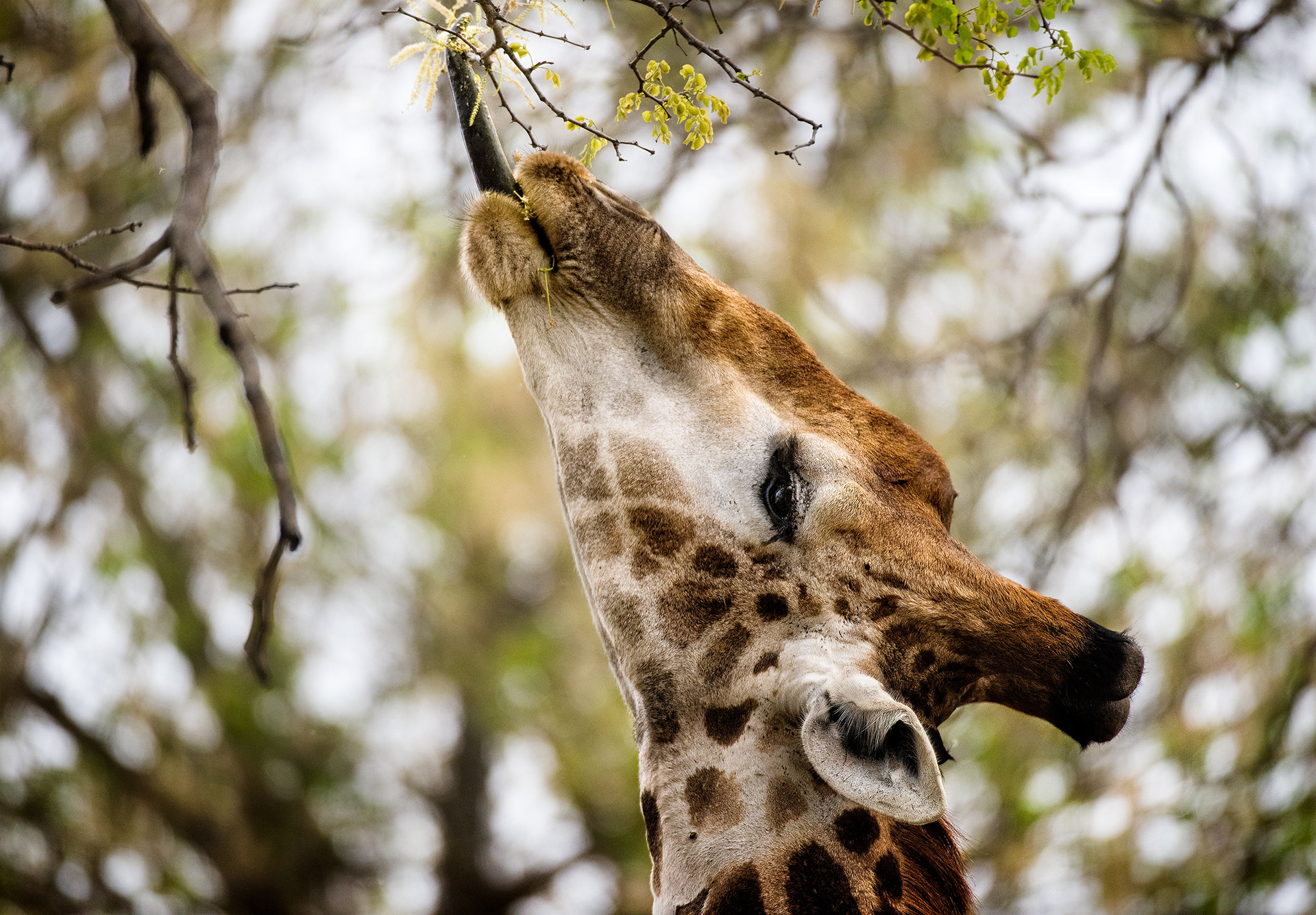 Mala Mala, South Africa