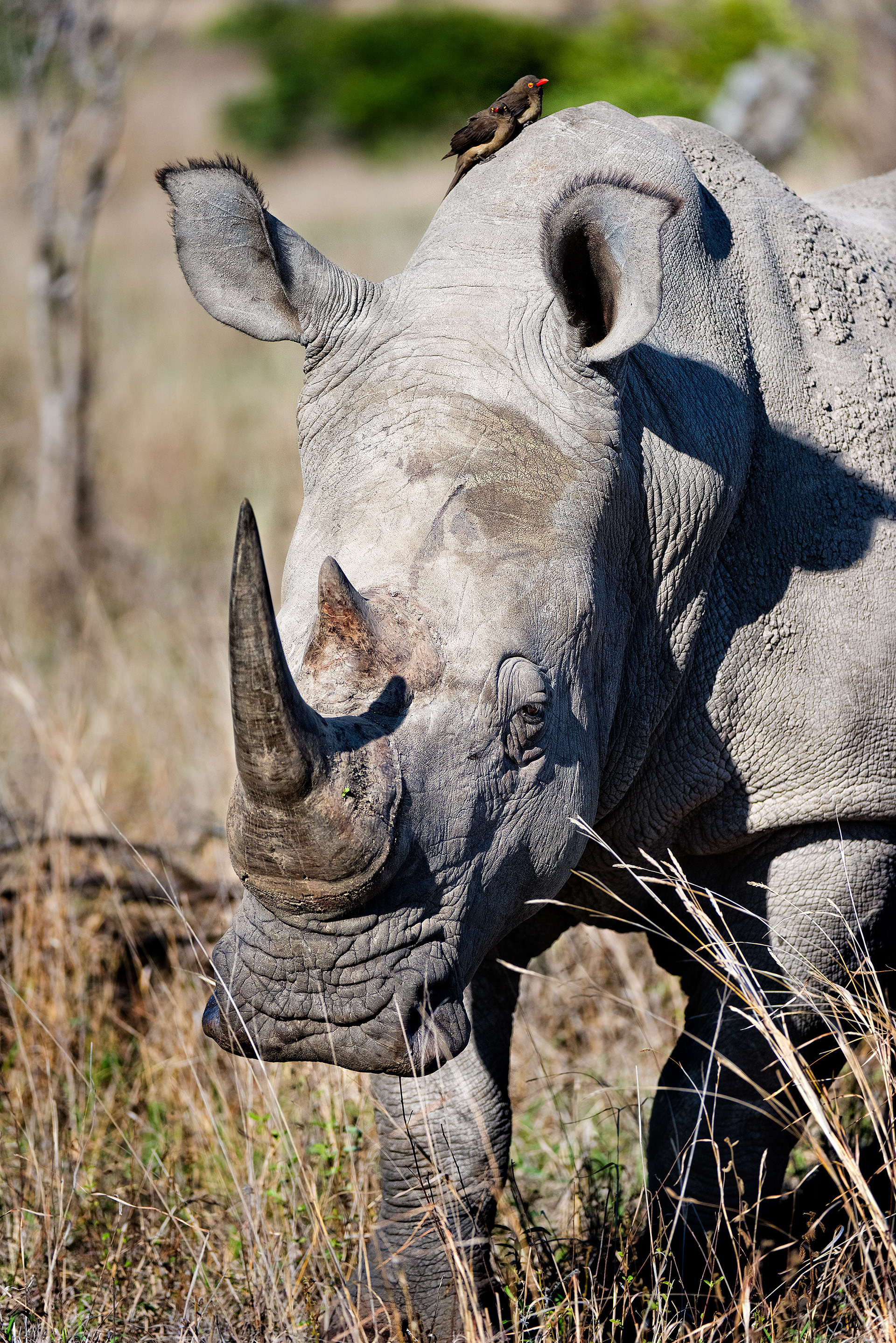 Mala Mala, South Africa