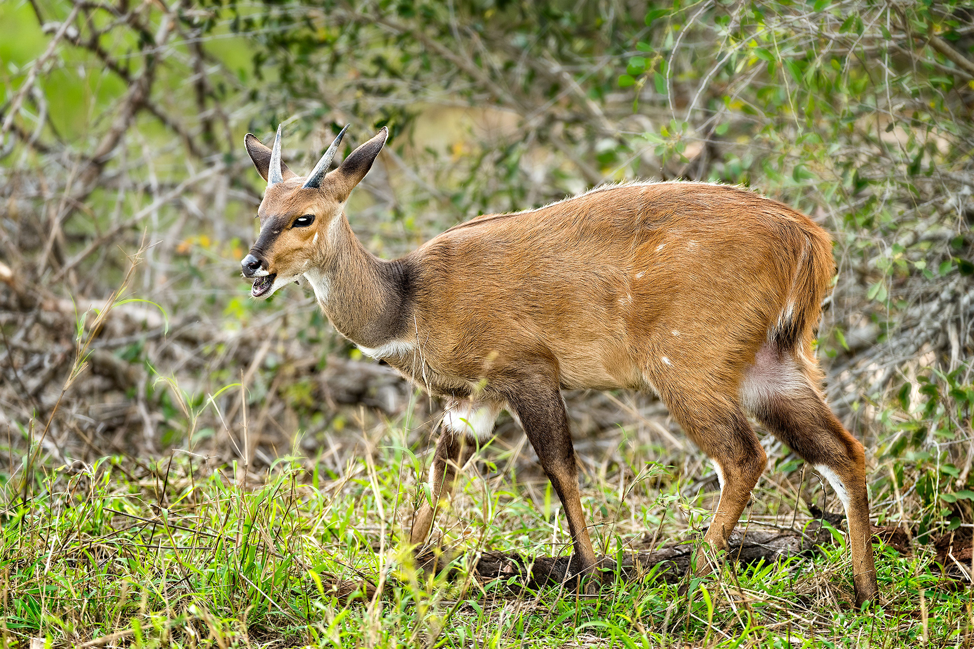 Mala Mala, South Africa