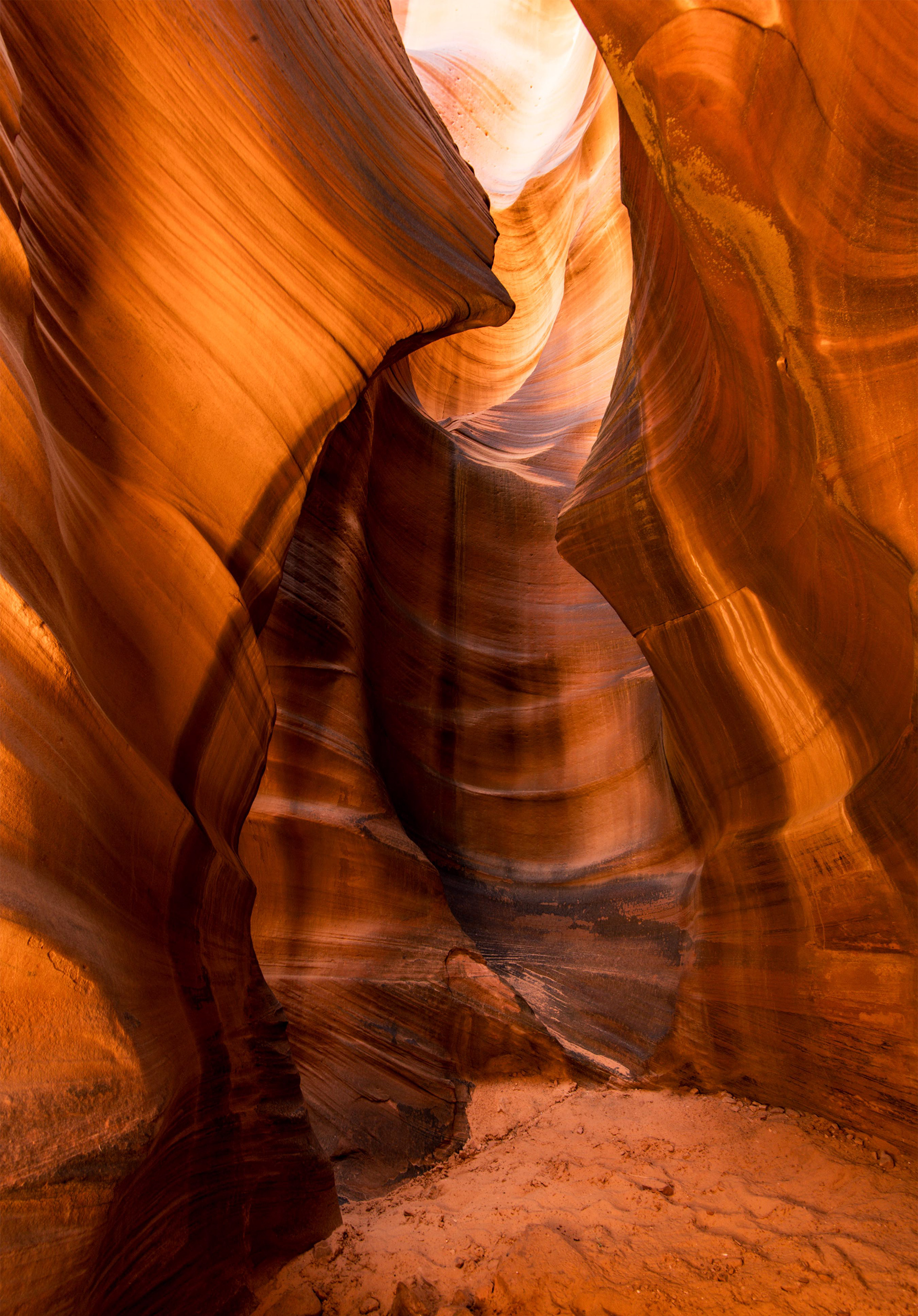 Antelope Cardiac 