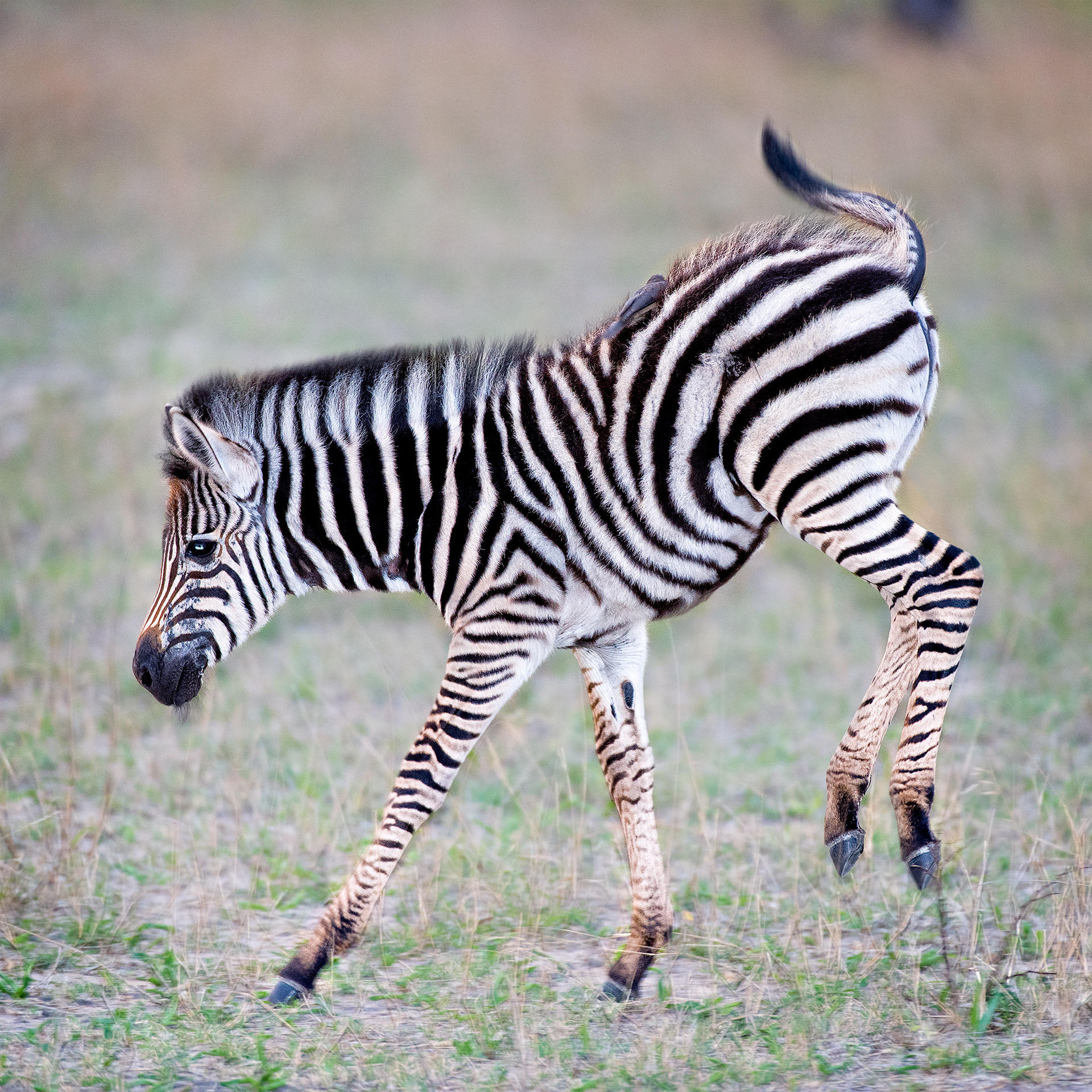 Mala Mala, South Africa