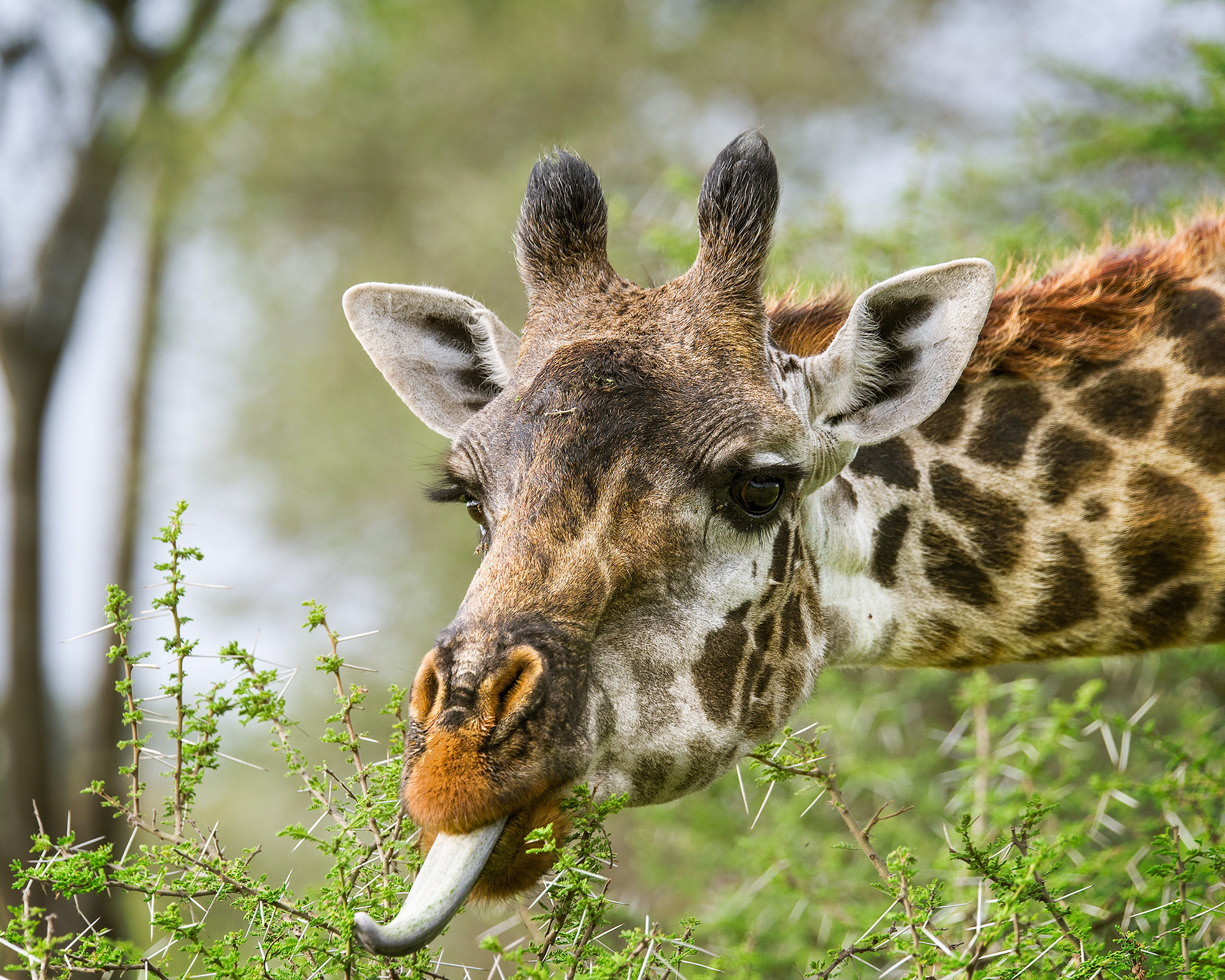 Ndutu, Tanzania