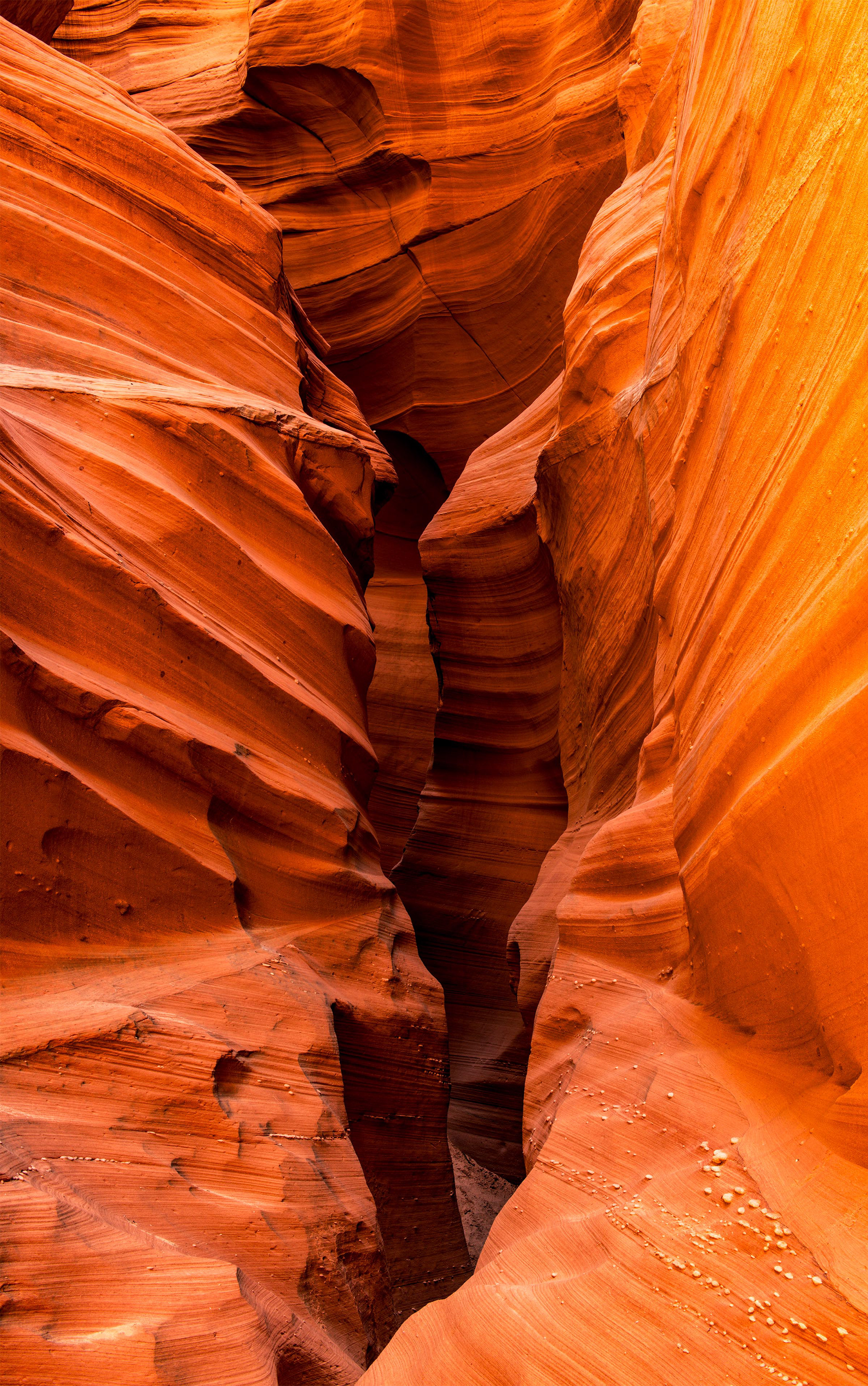 Antelope Cardiac 