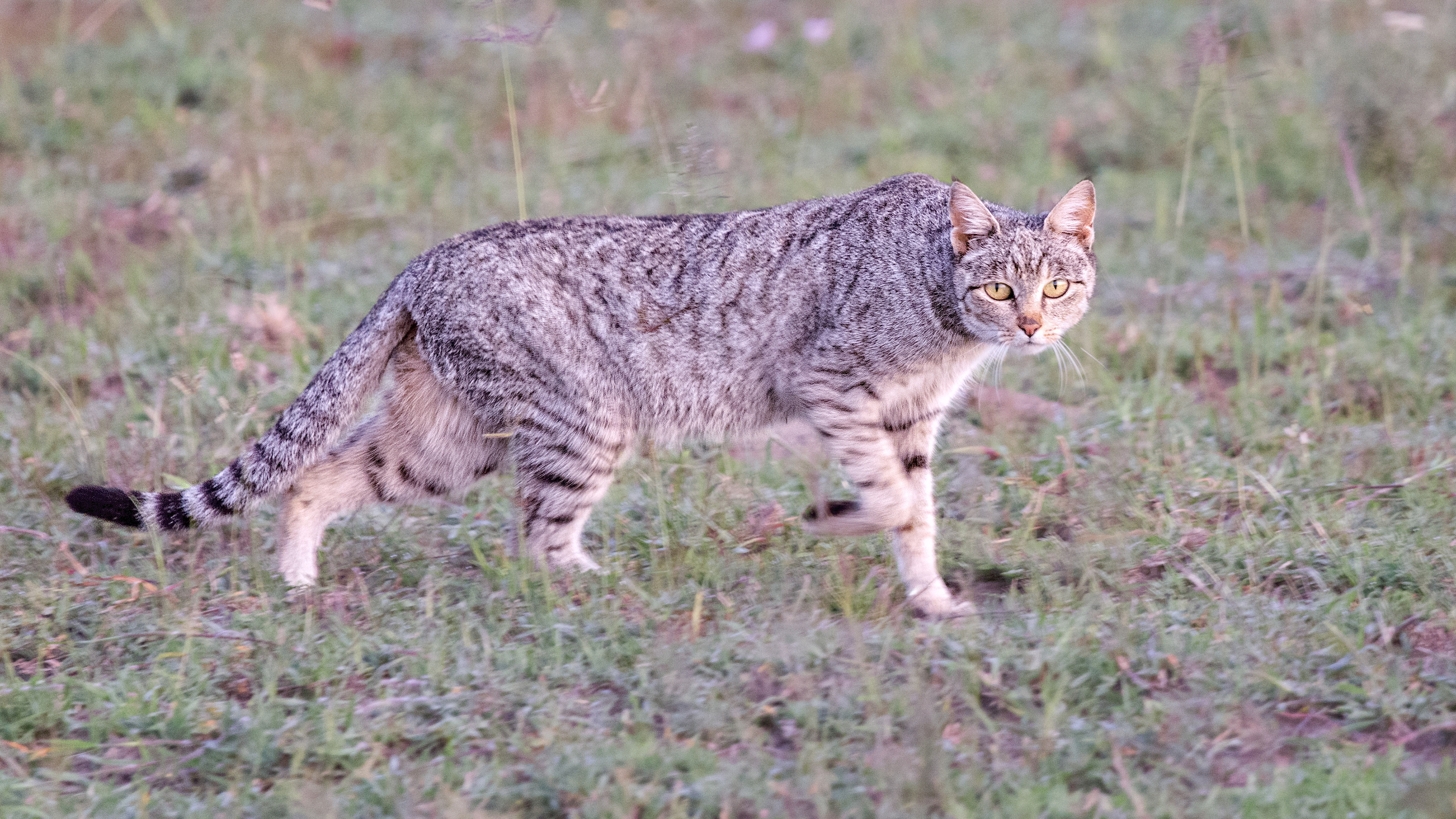 Ndutu, Tanzania